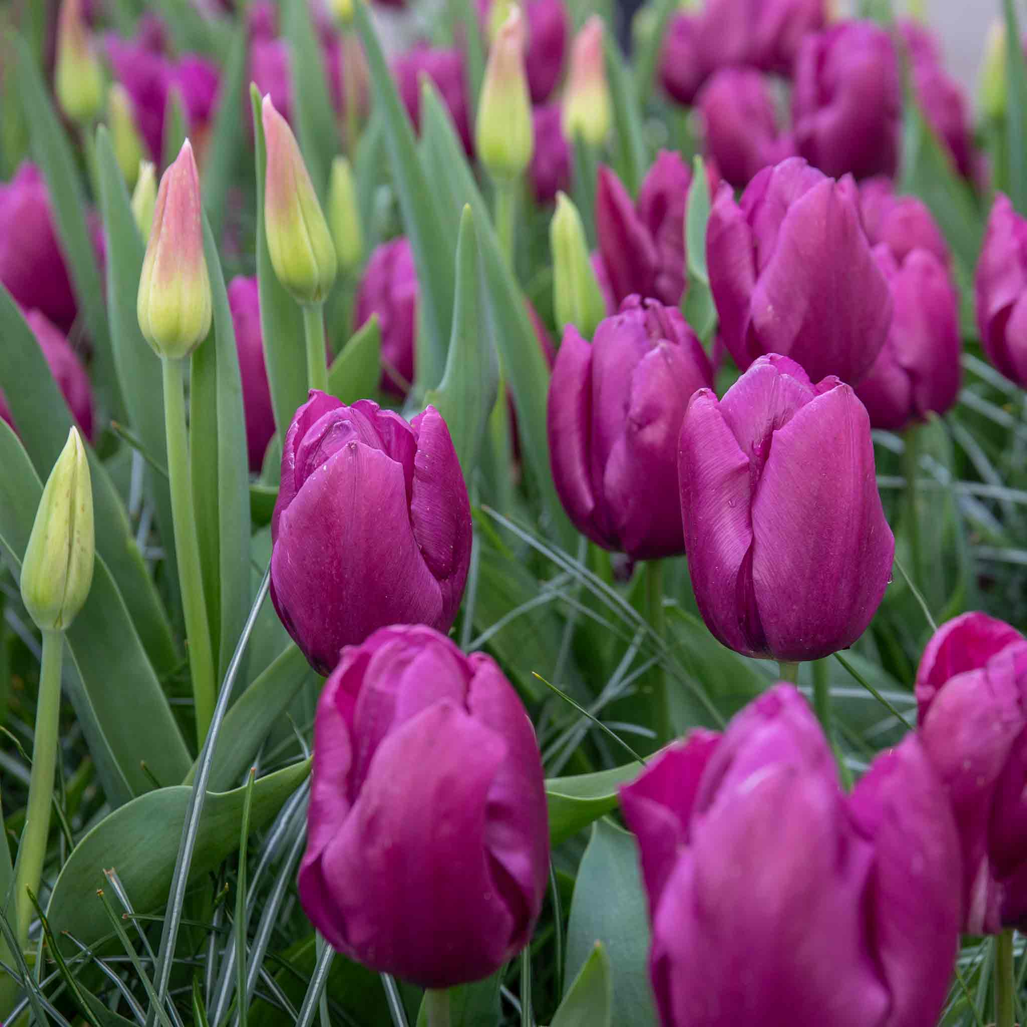 Tulip Bulbs 'Purple Prince' - Image 9