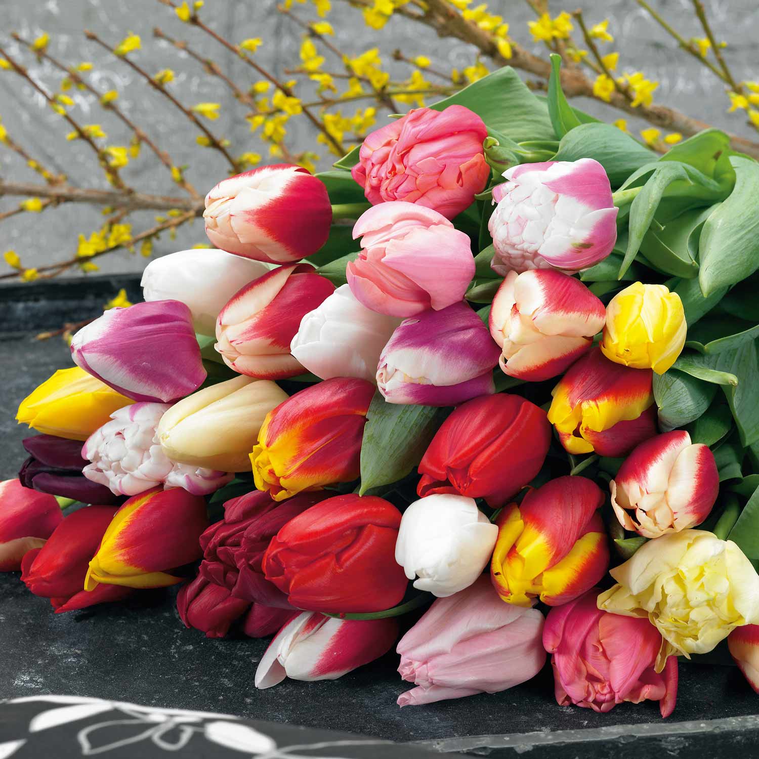 Tulip Bulbs 'Triumph Mix' - Image 3