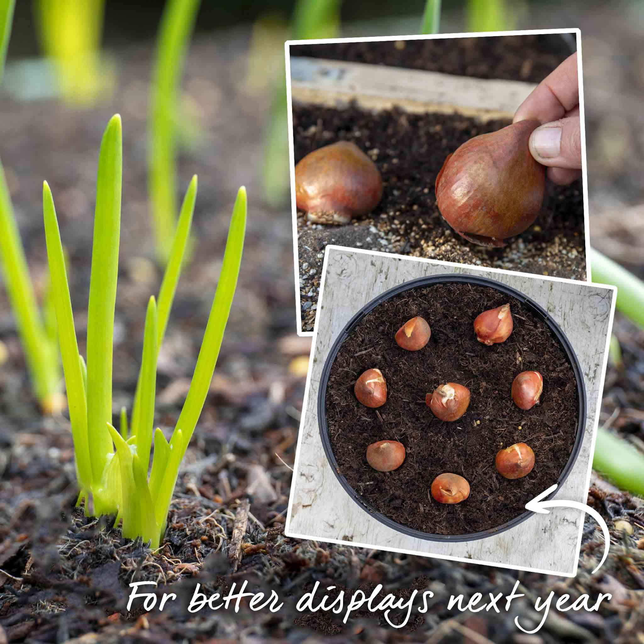Tulip Bulbs 'Triumph Mix' - Image 5