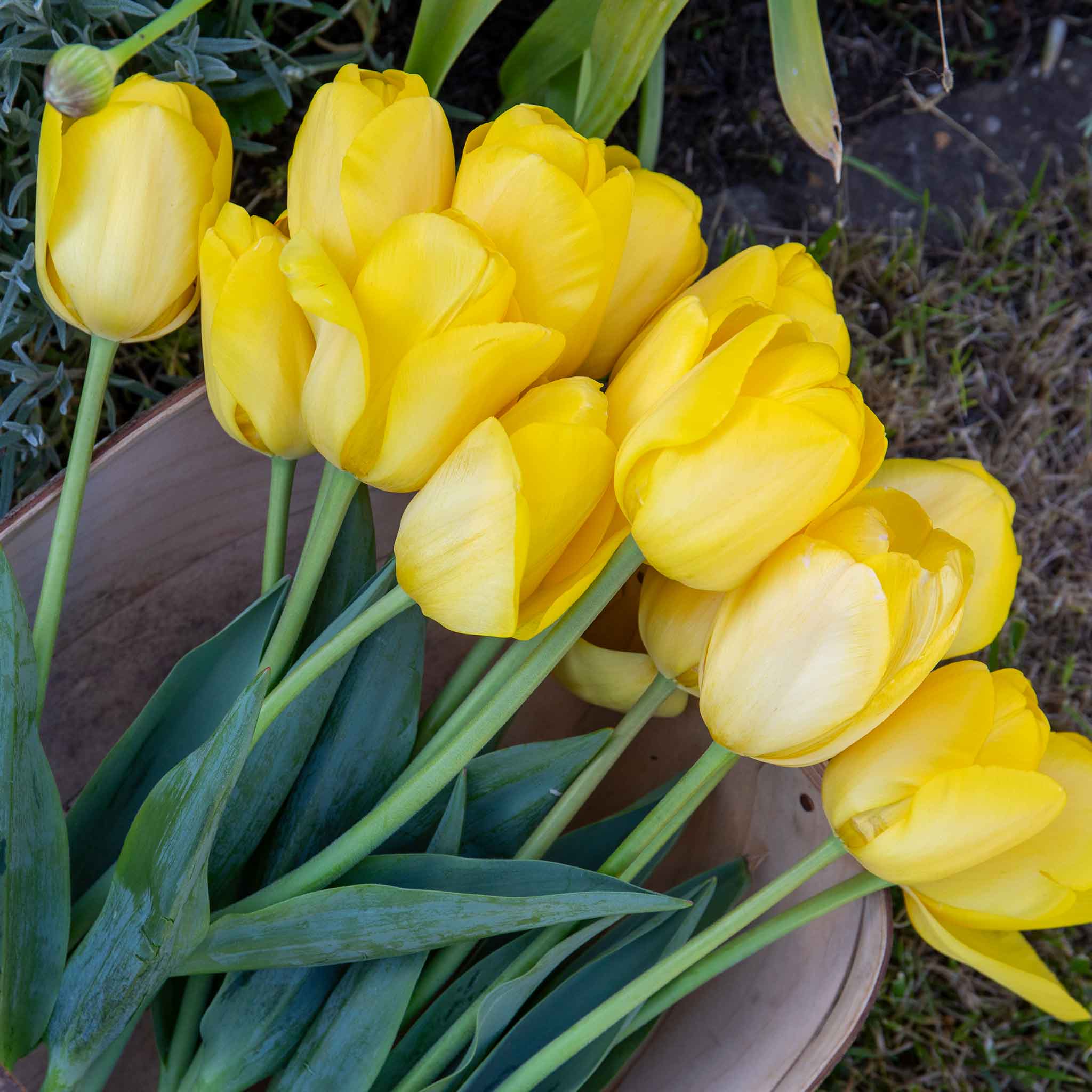 Tulip Bulbs 'World Friendship' - Image 11