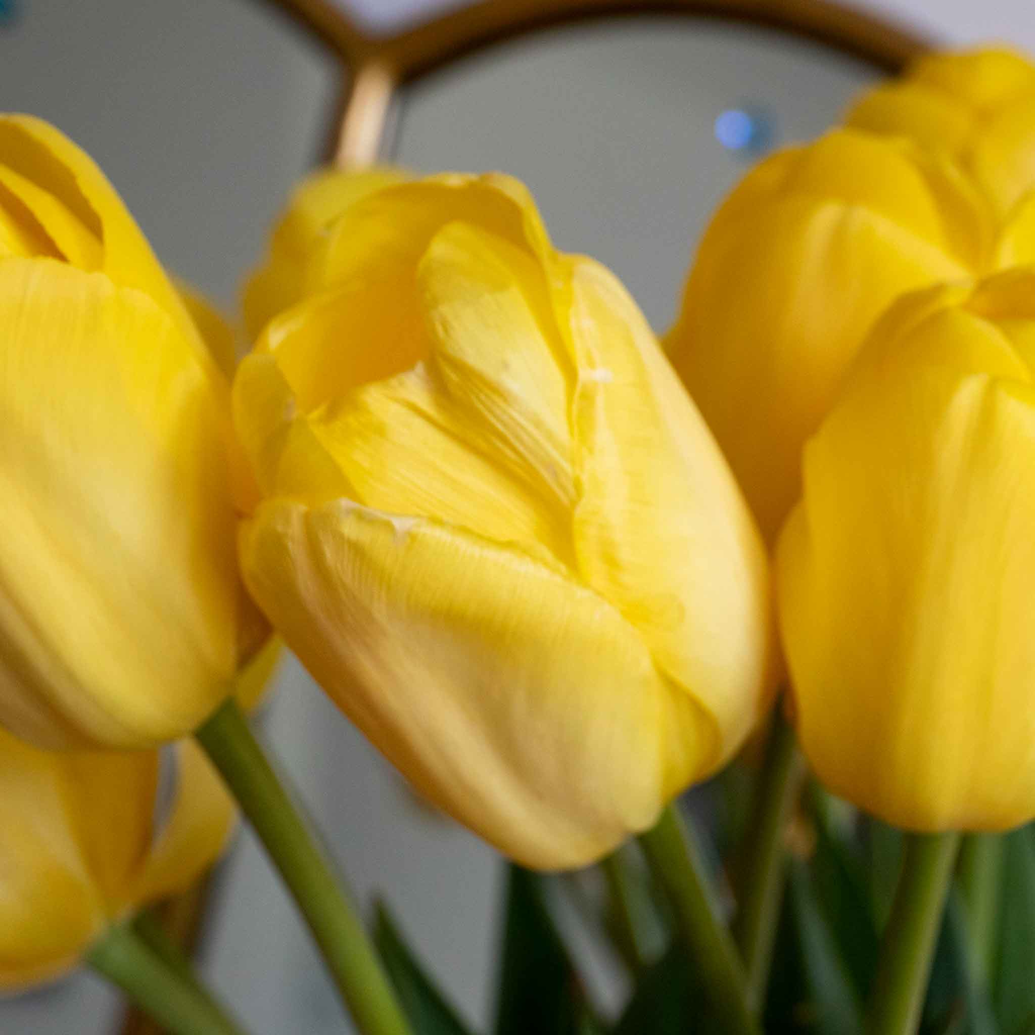 Tulip Bulbs 'World Friendship' - Image 13
