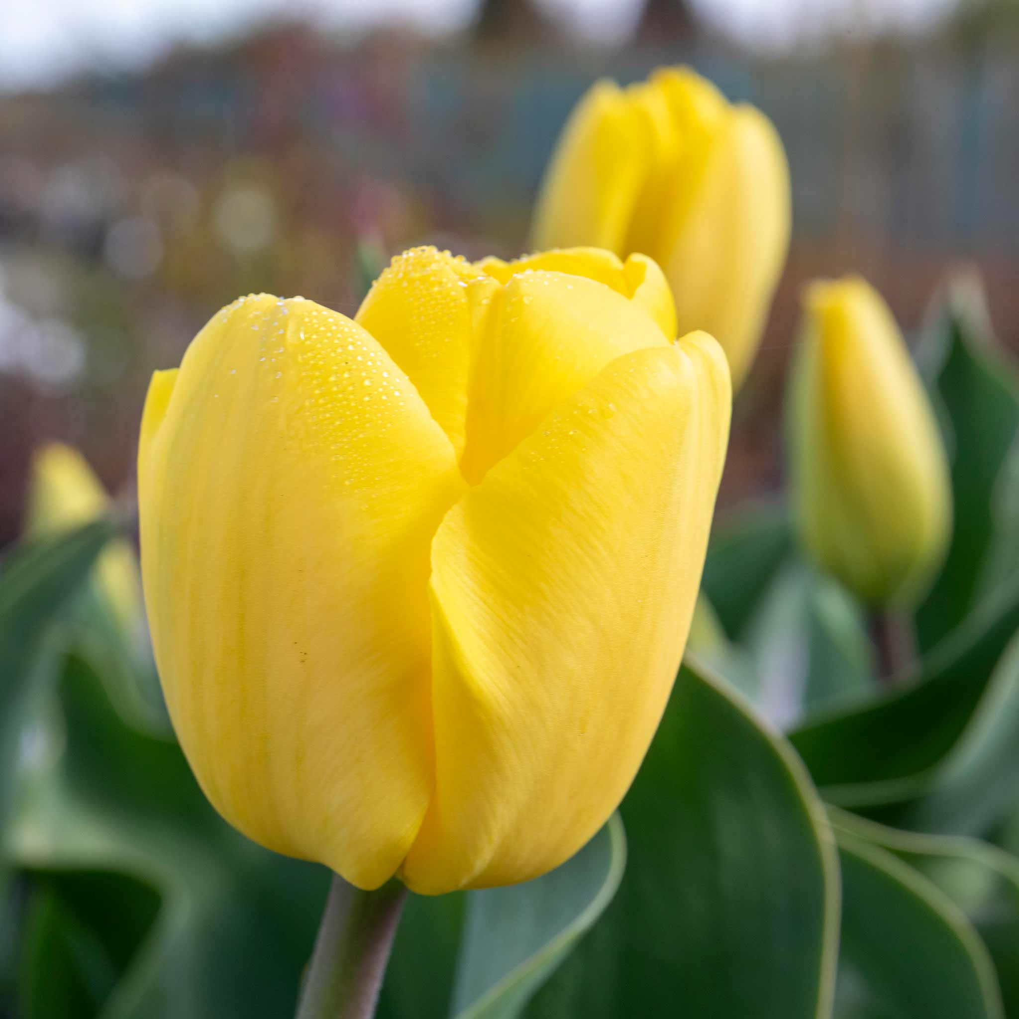 Tulip Bulbs 'World Friendship' - Image 8