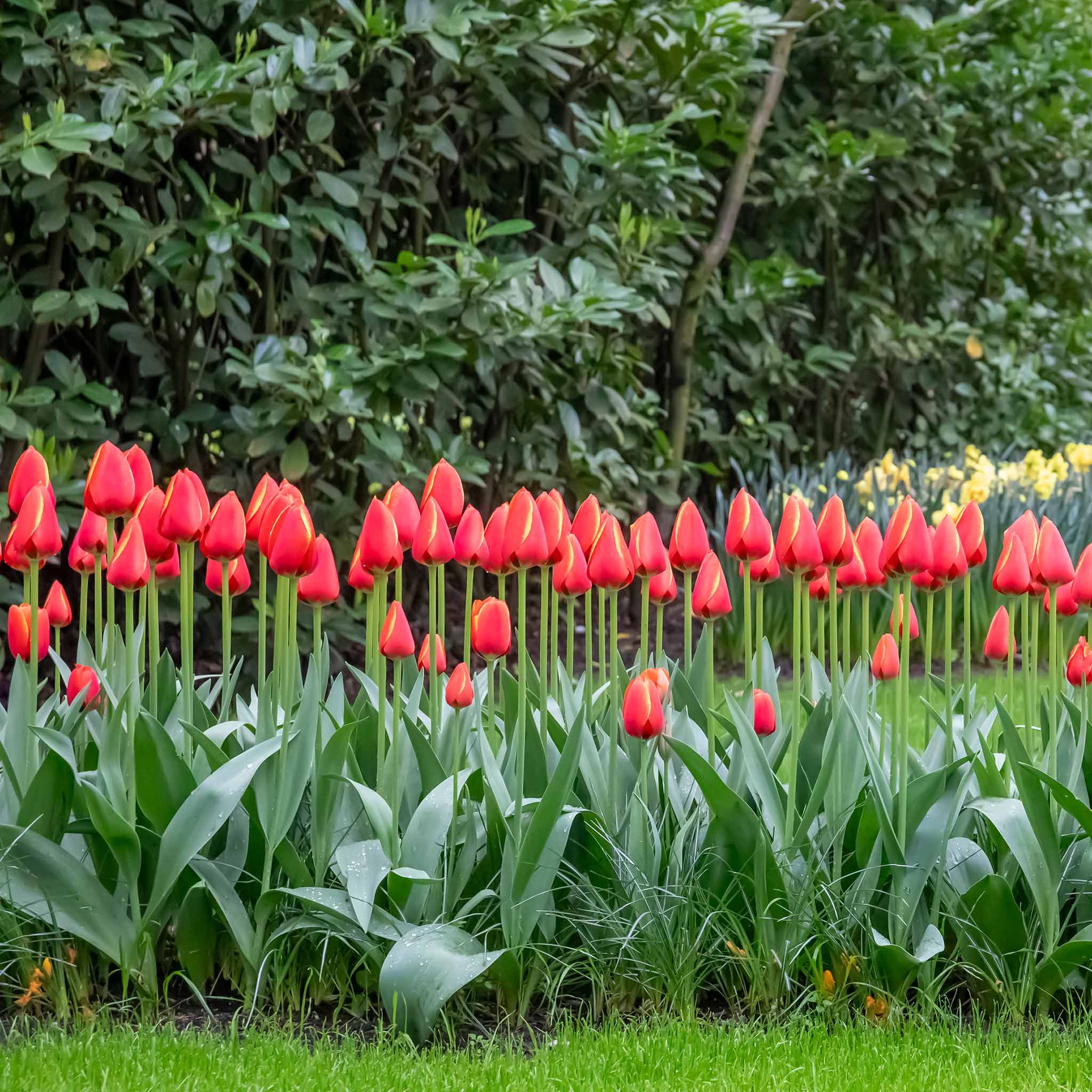 Tulip Bulbs 'Worlds Favourite' - Image 7