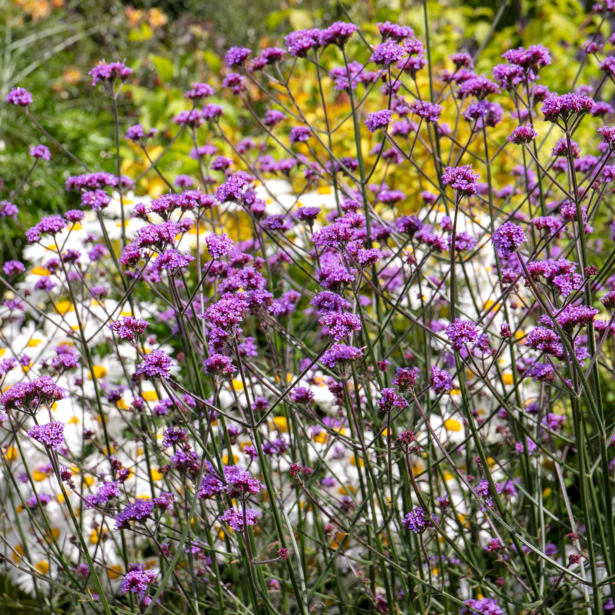 Verbena 'Buenos Aires' - Image 4