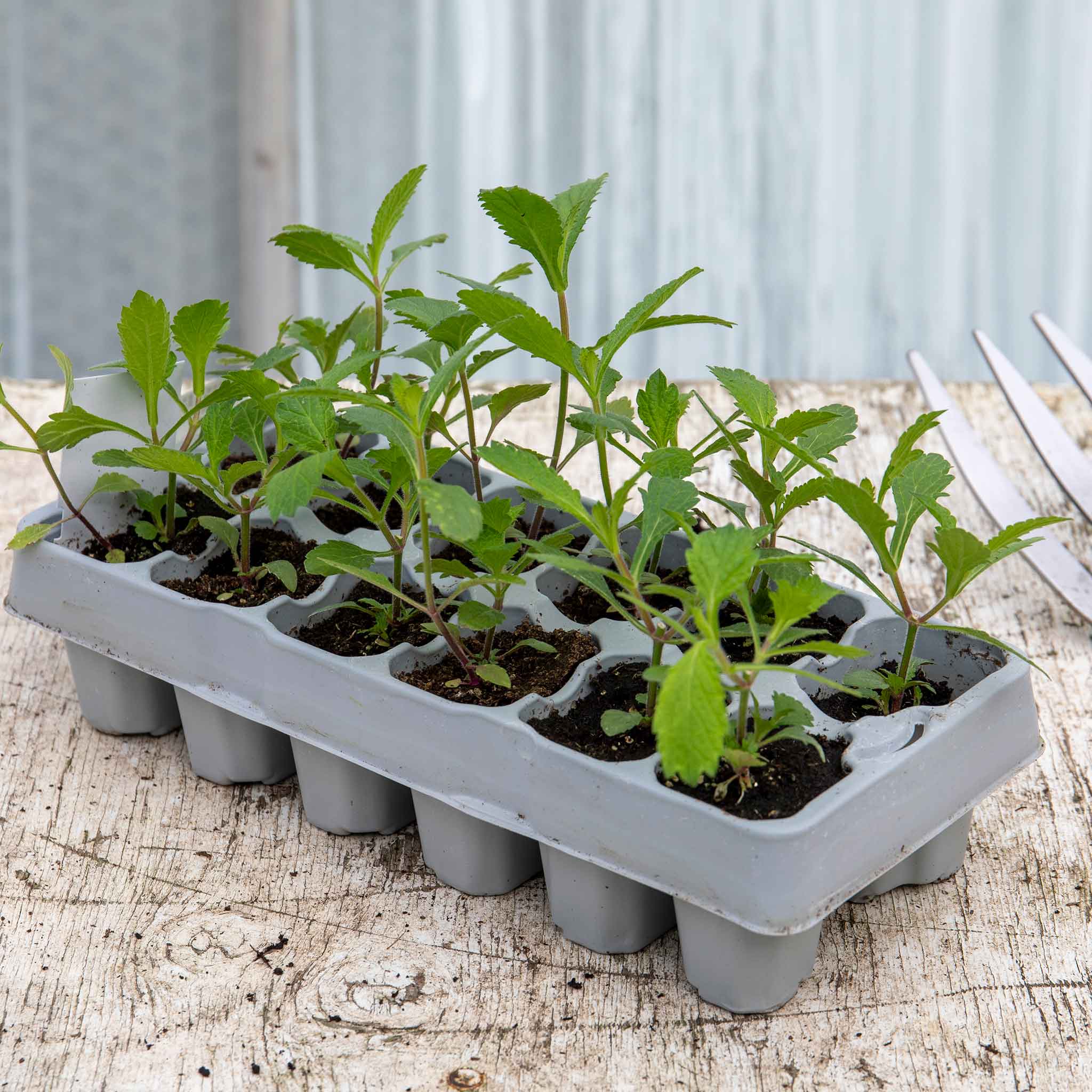Verbena 'Buenos Aires' - Image 8