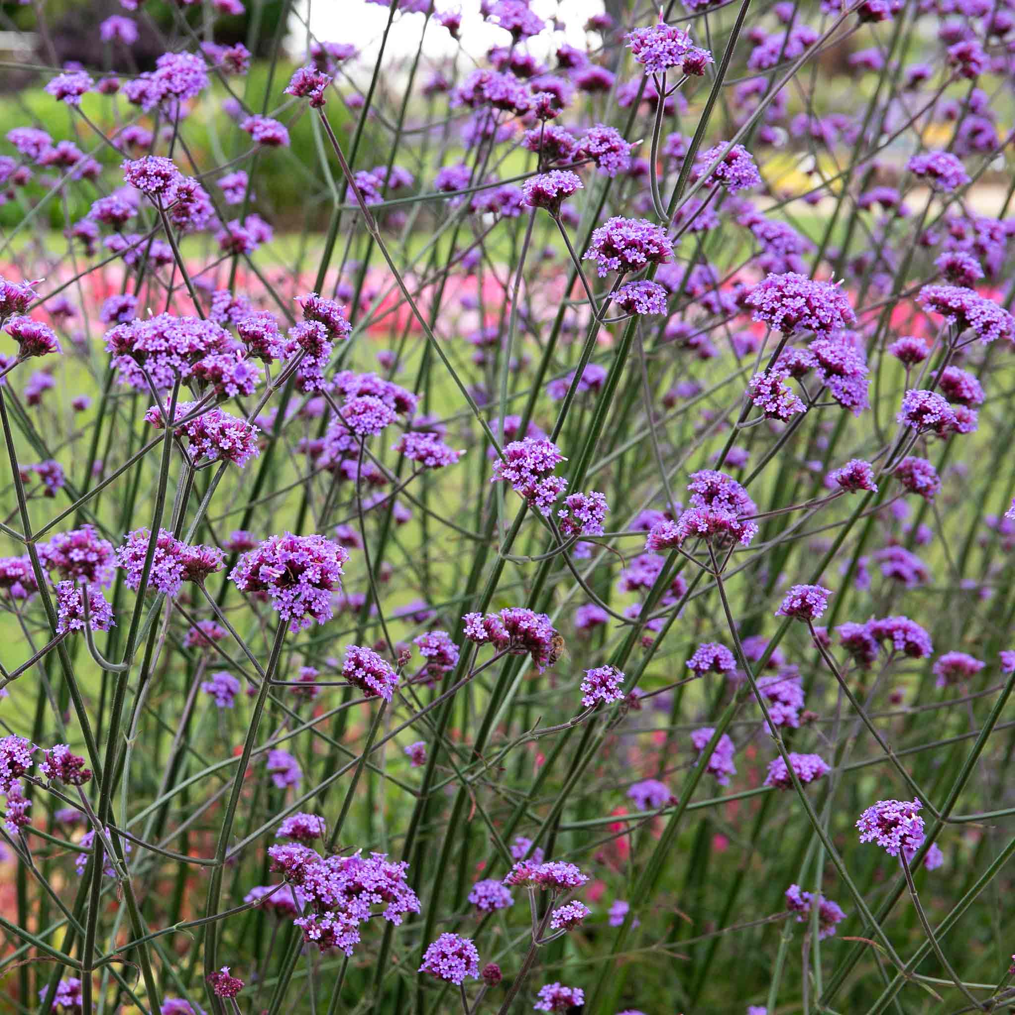 Verbena 'Buenos Aires' - Image 9