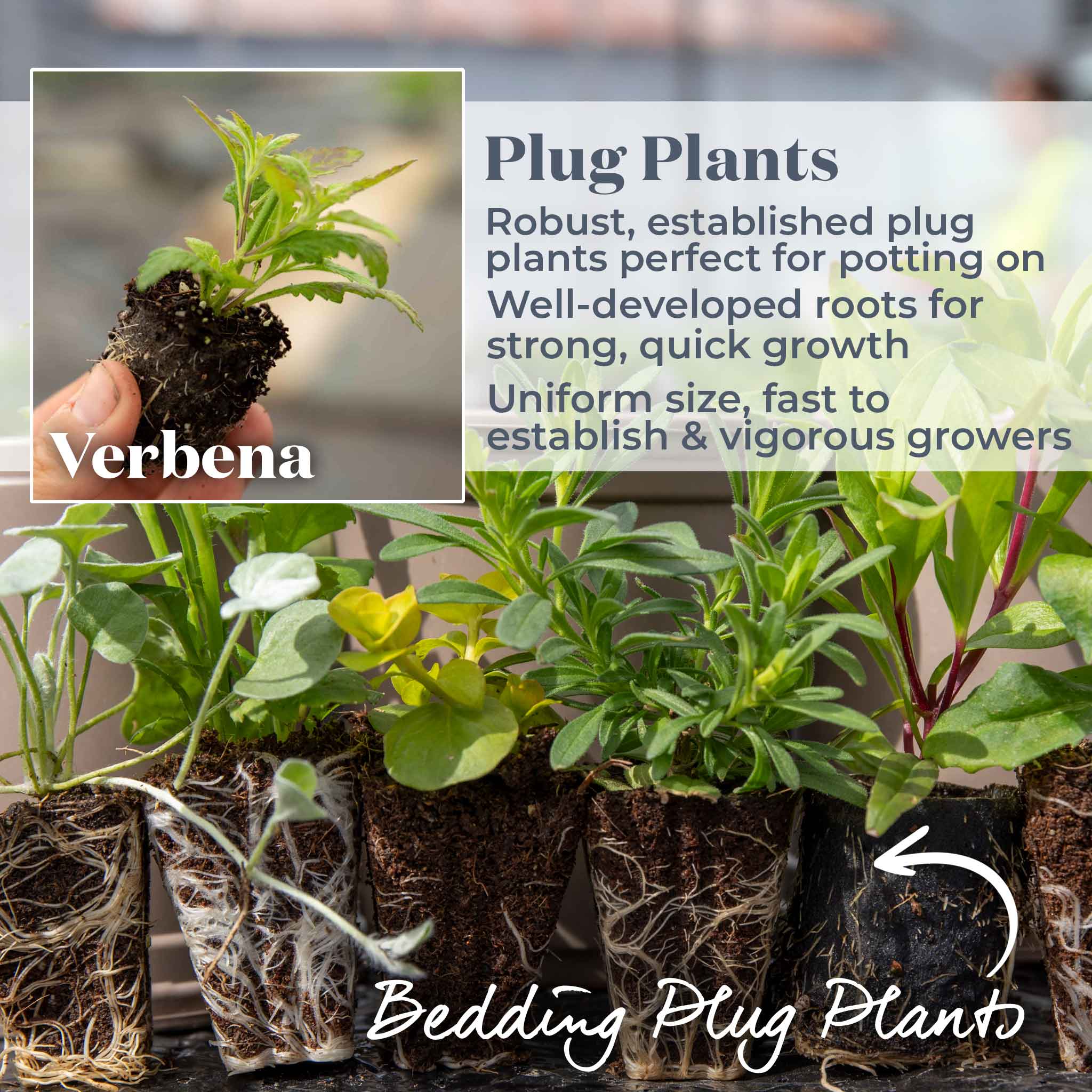 Verbena Collection - Image 5