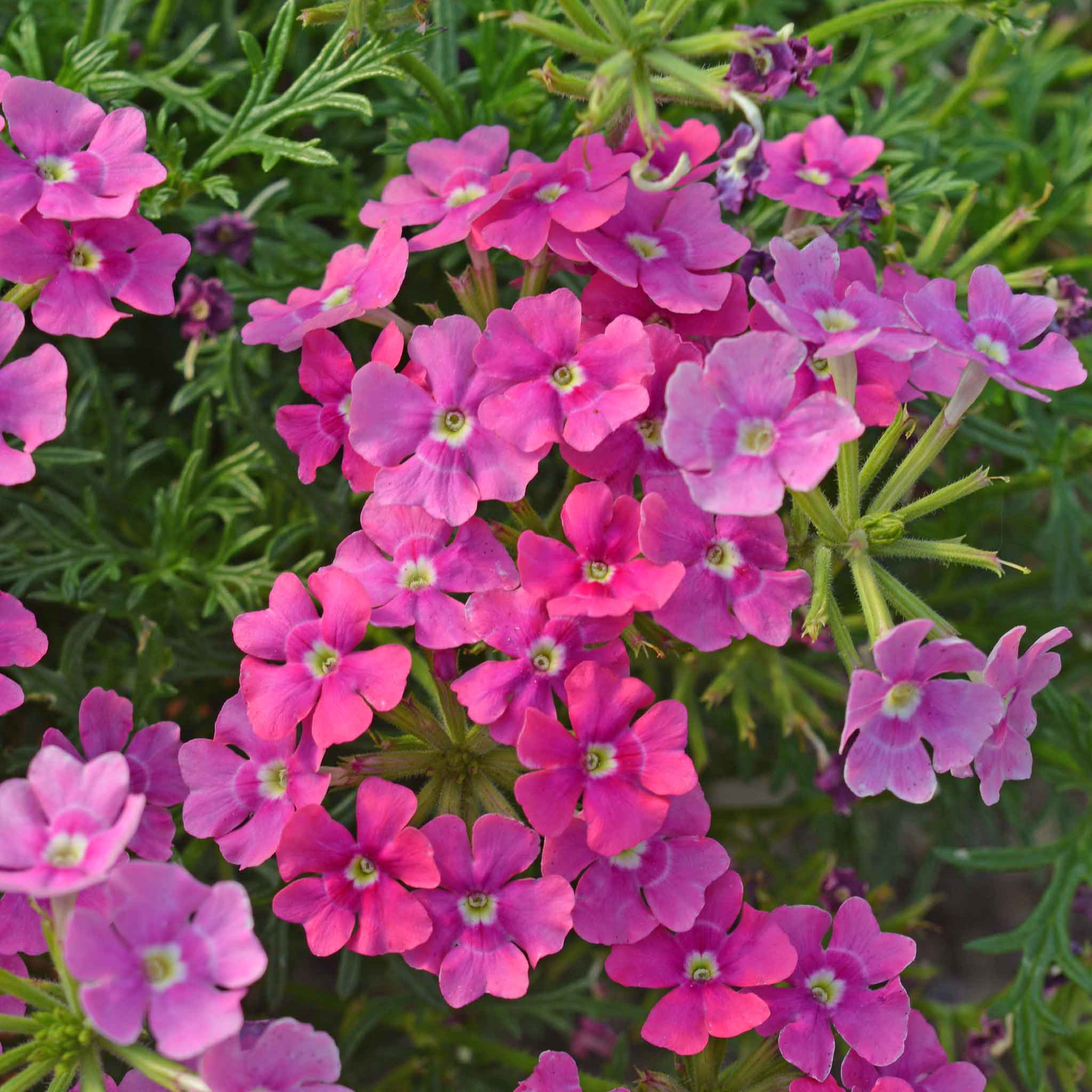 Verbena Collection - Image 8