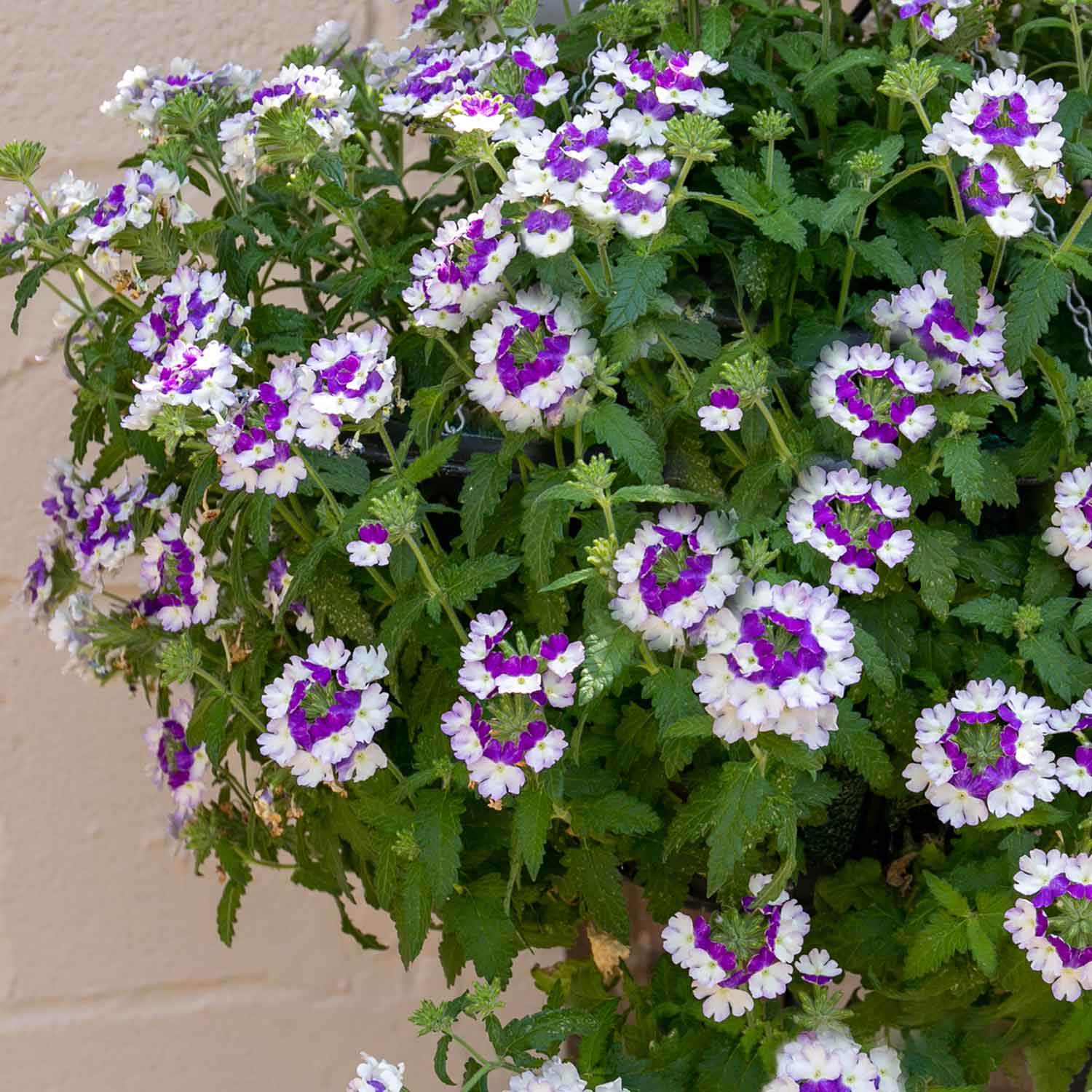 Verbena 'Showboat Blue Fizz' - Image 5