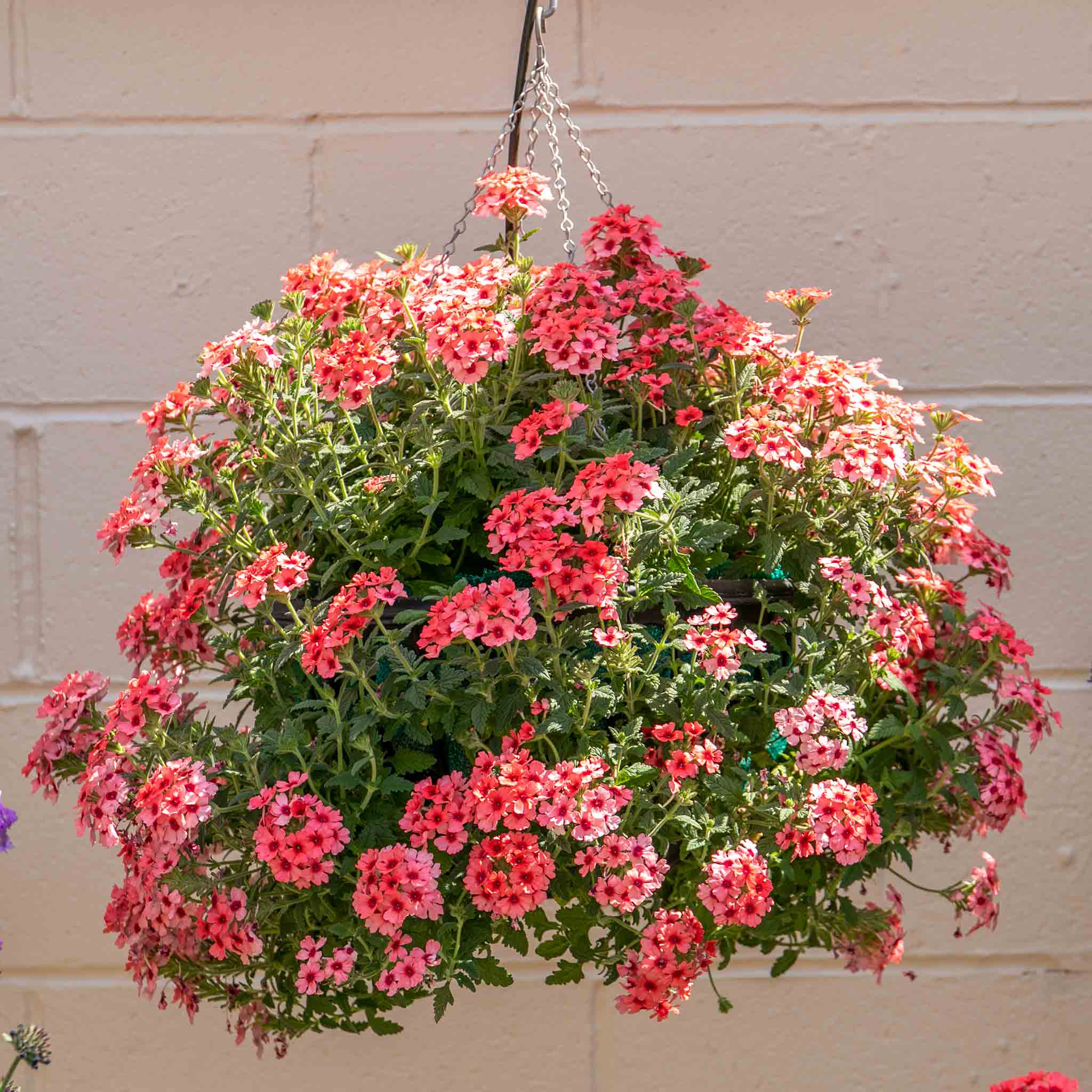 Verbena 'Showboat Mango' Orange - Image 4
