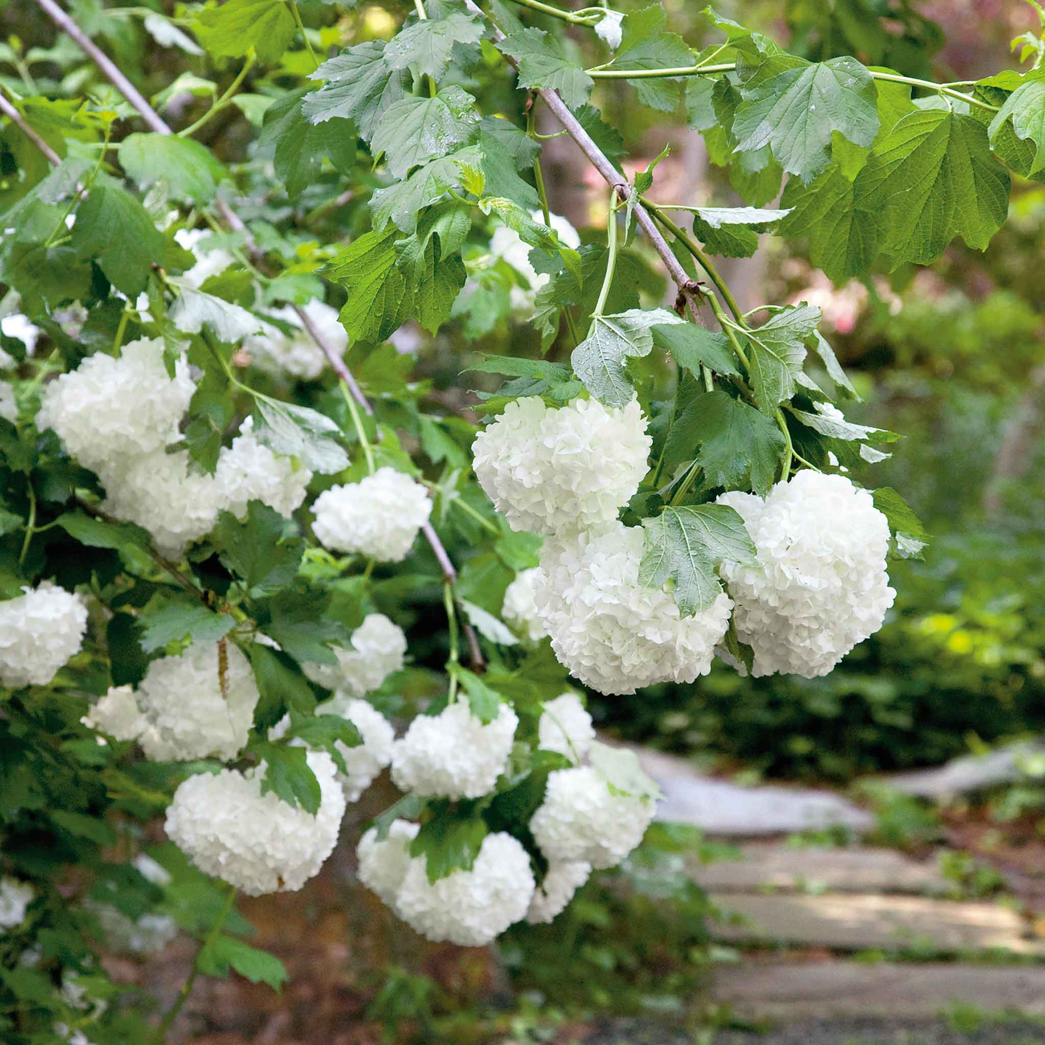 Viburnum opulus 'Roseum' - Image 2