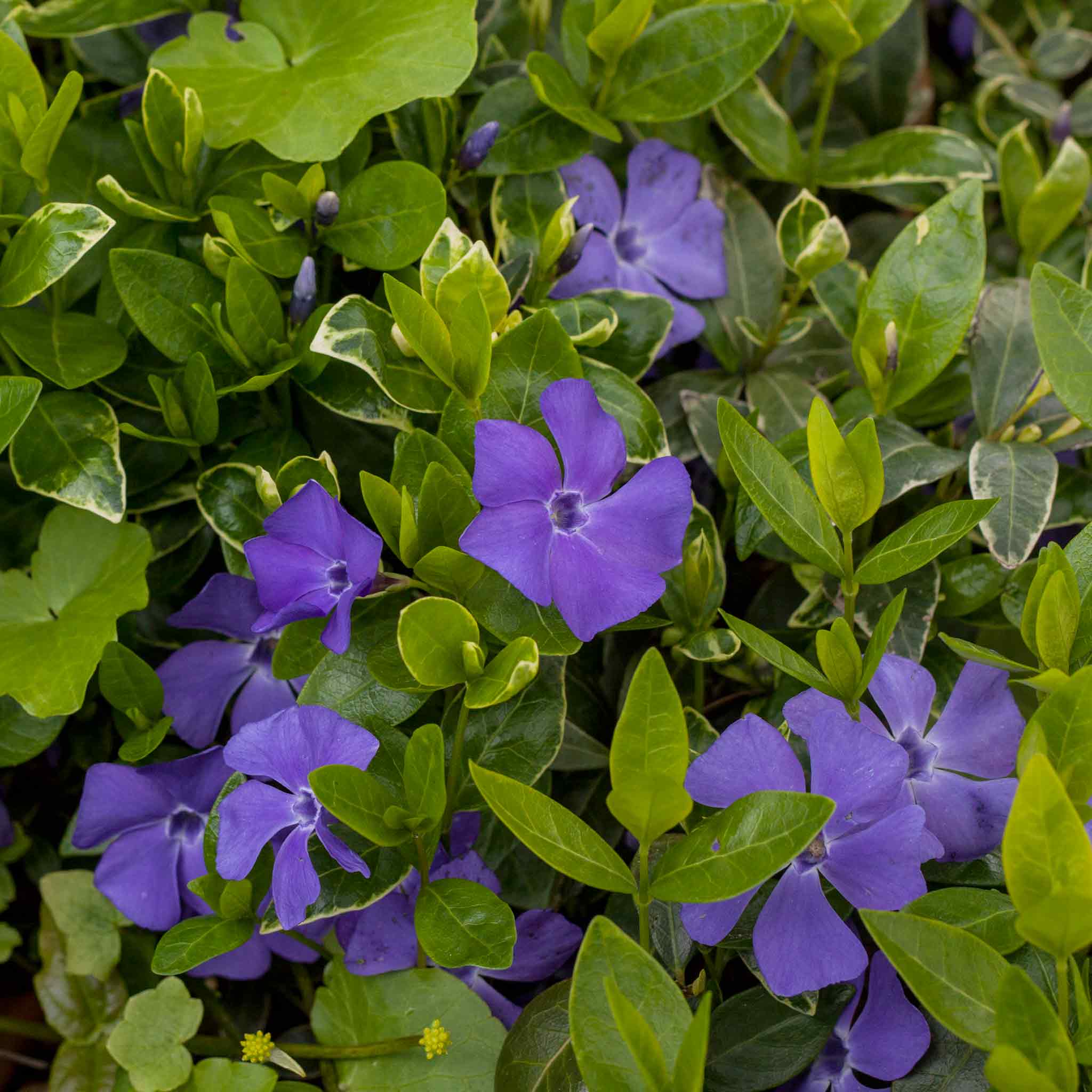 Vinca 'Minor Ralph Shugart' - Image 3
