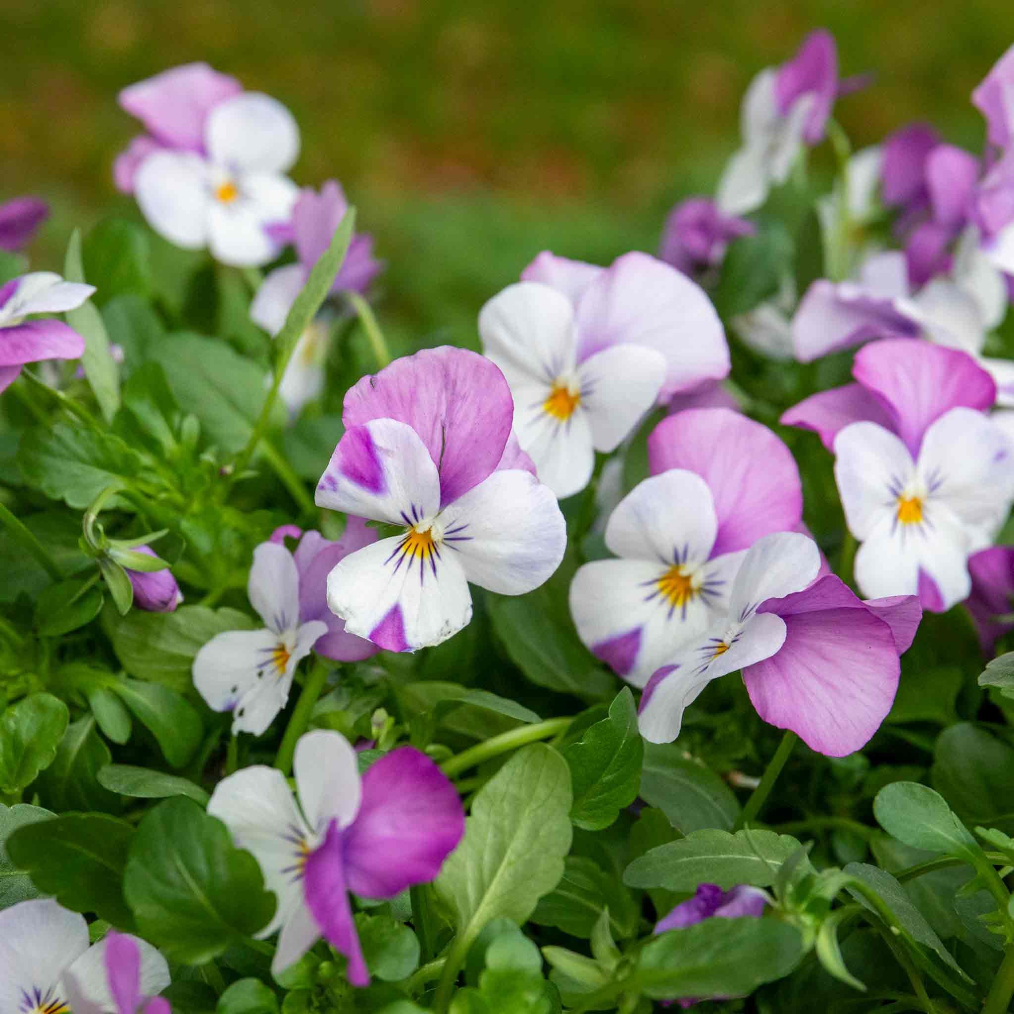 Viola 'Sorbet Pink Wings' - Image 10