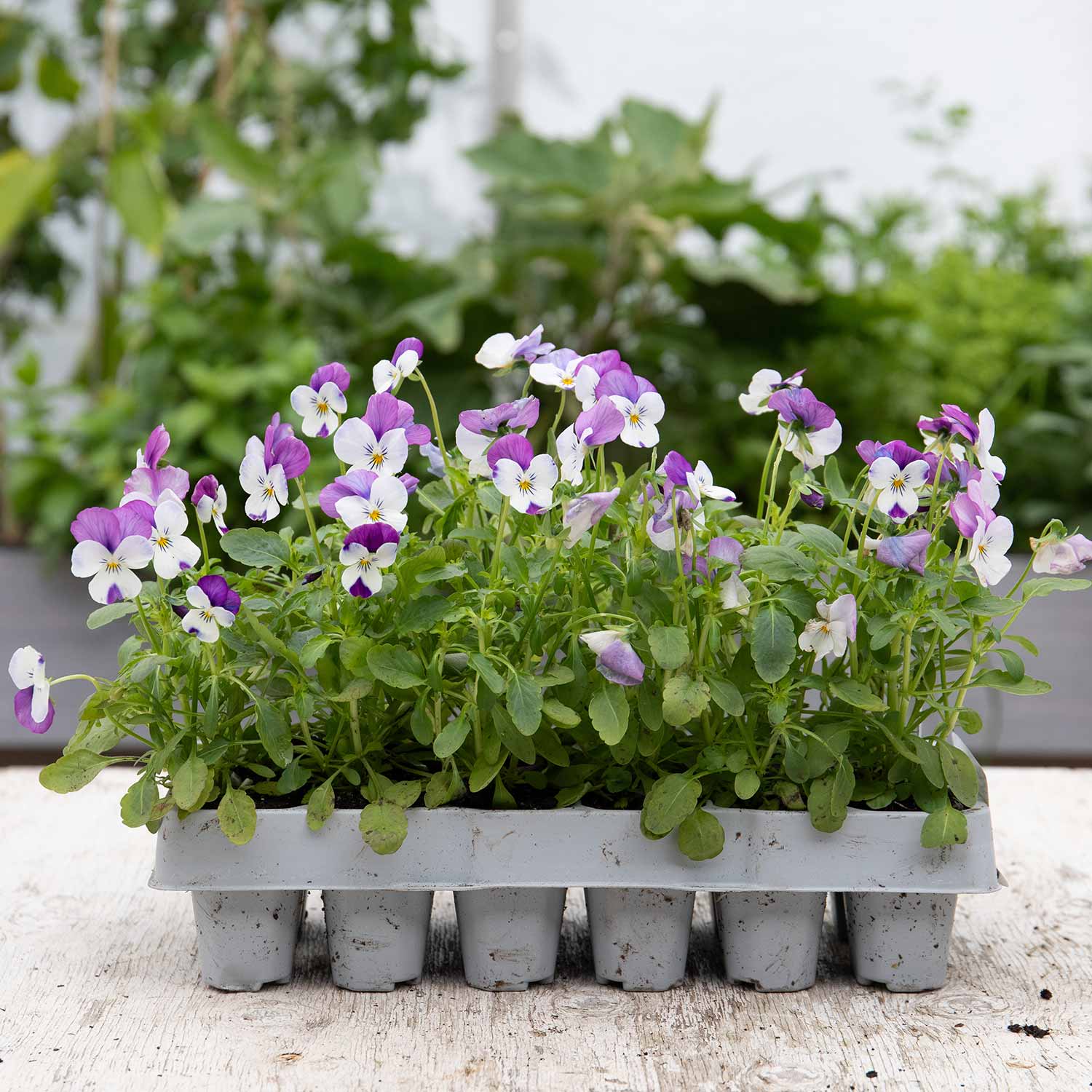 Viola 'Sorbet Pink Wings' - Image 5