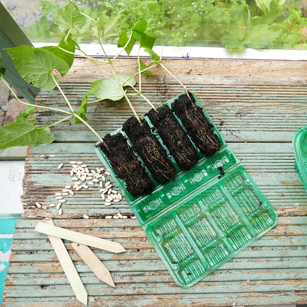 Visiroot Deep Cell Kit + Sweet Pea Seeds Duo Pack - Image 3