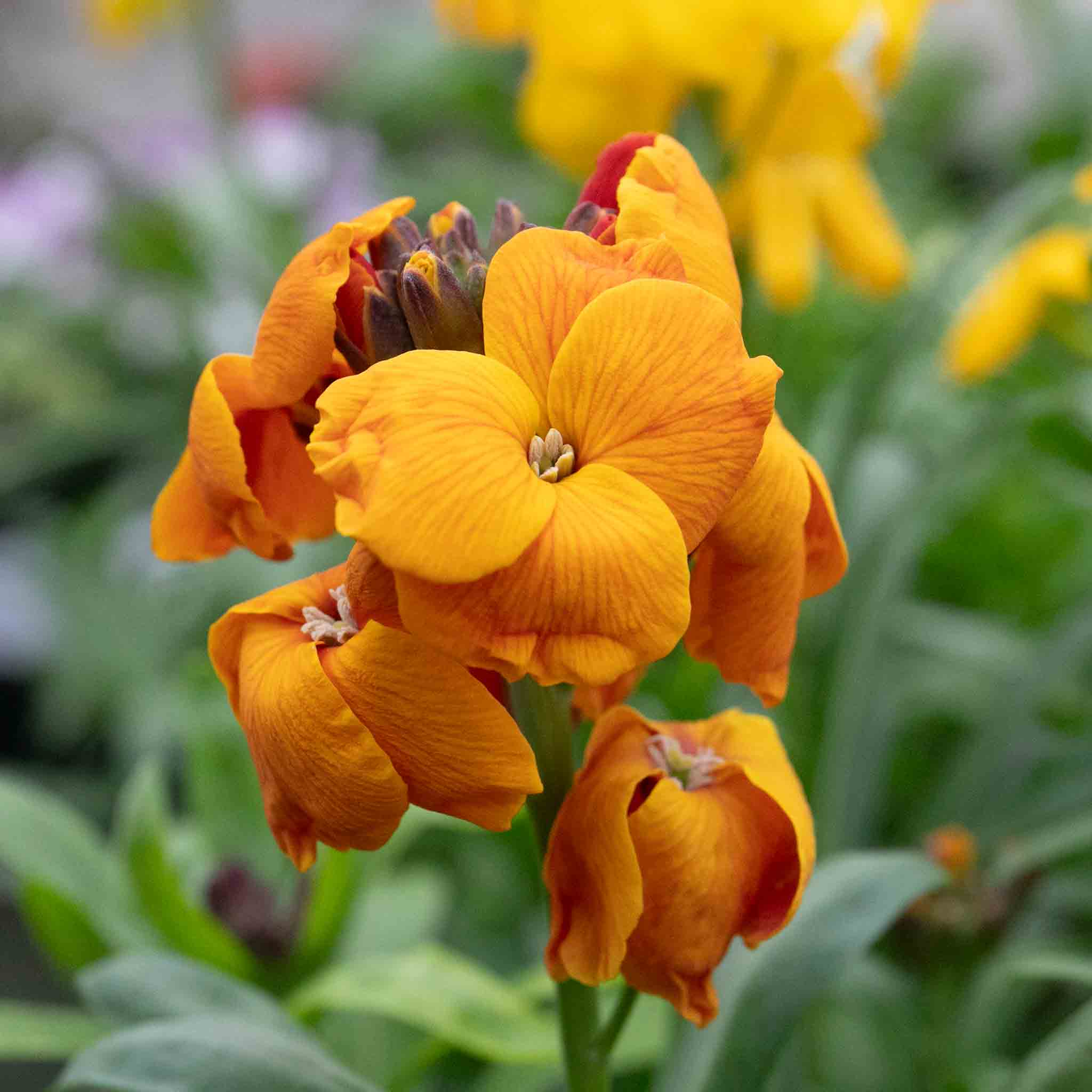 Wallflower 'Dwarf Bedder Mix' - Image 10