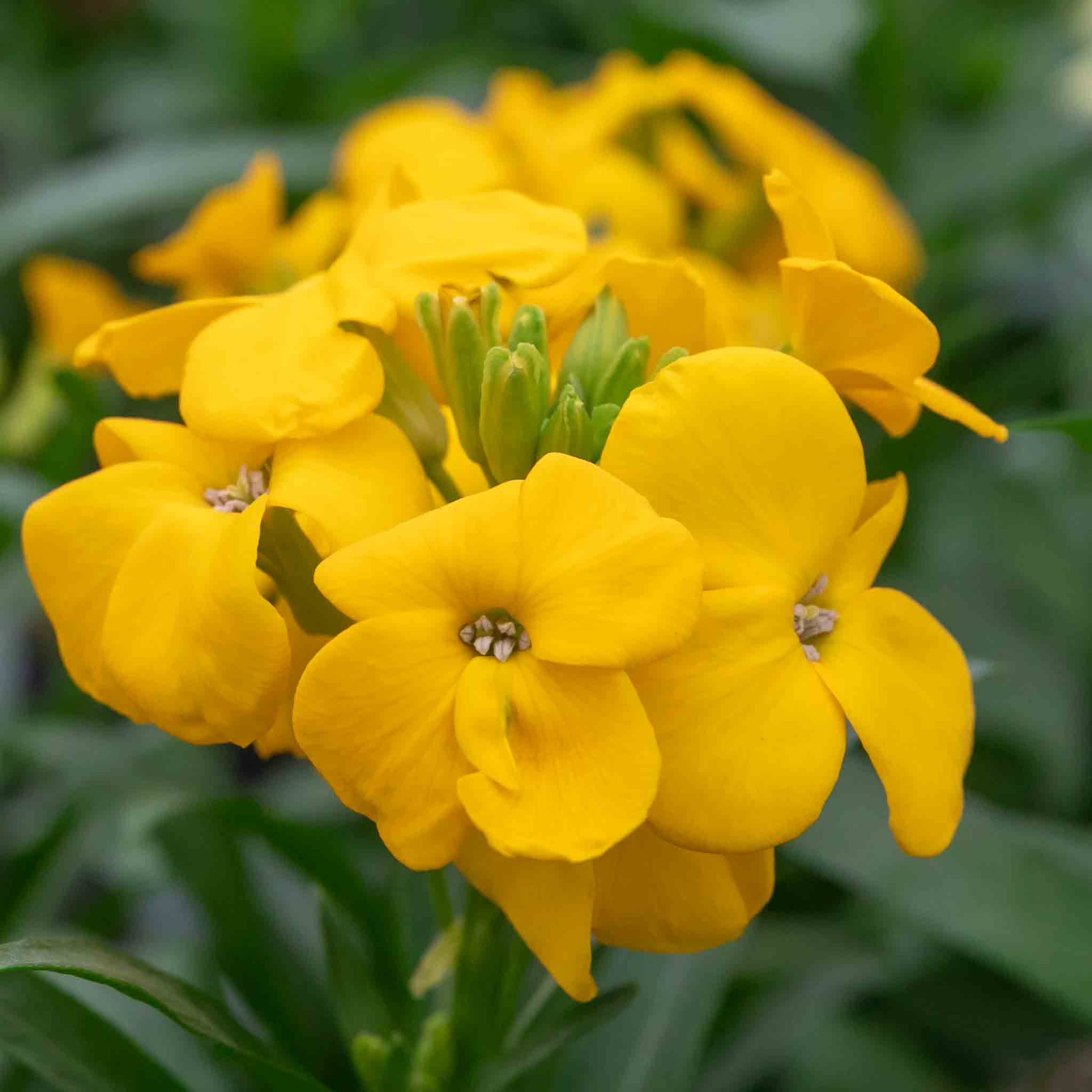 Wallflower 'Dwarf Bedder Mix' - Image 9