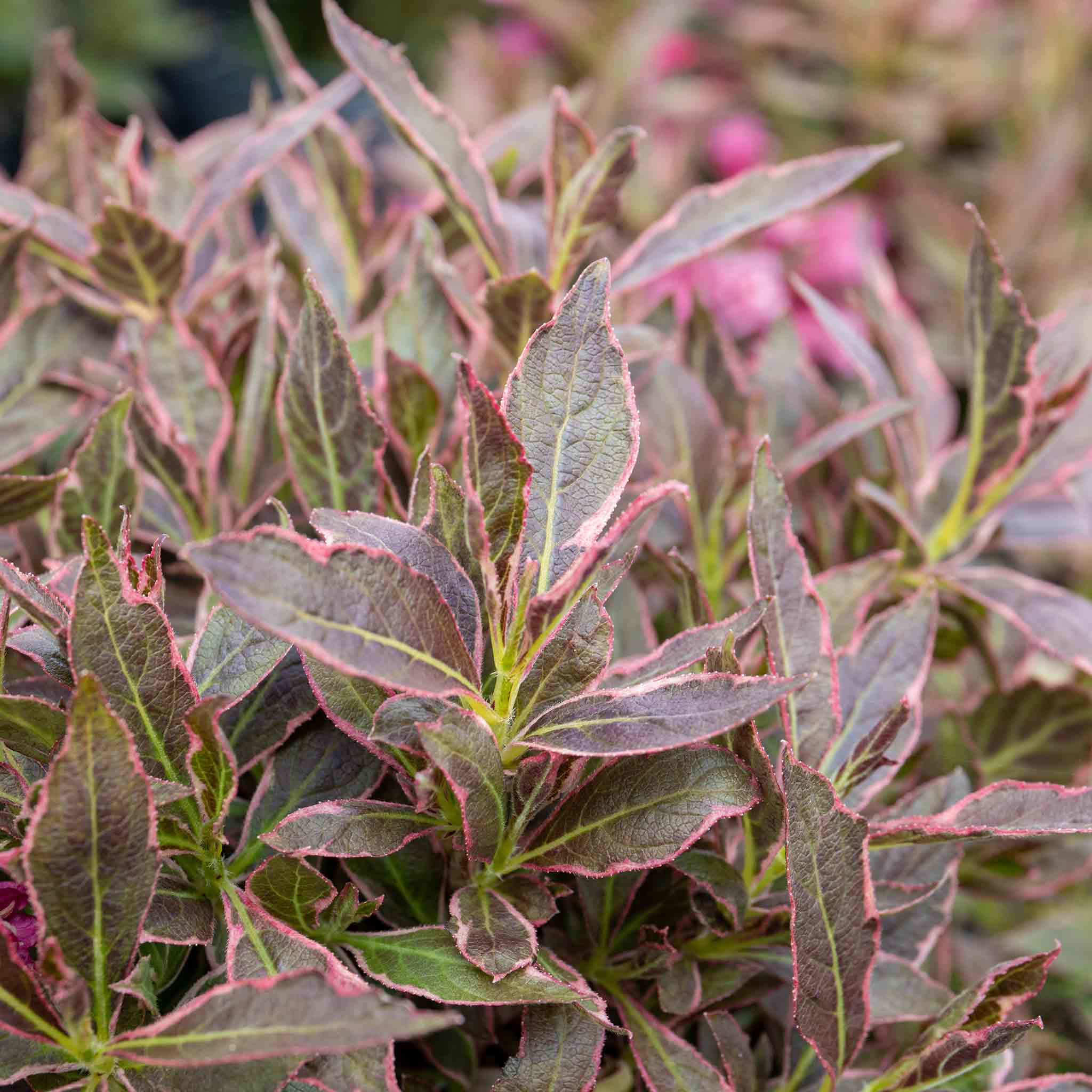 Weigela florida 'All Summer Monet' - Image 4