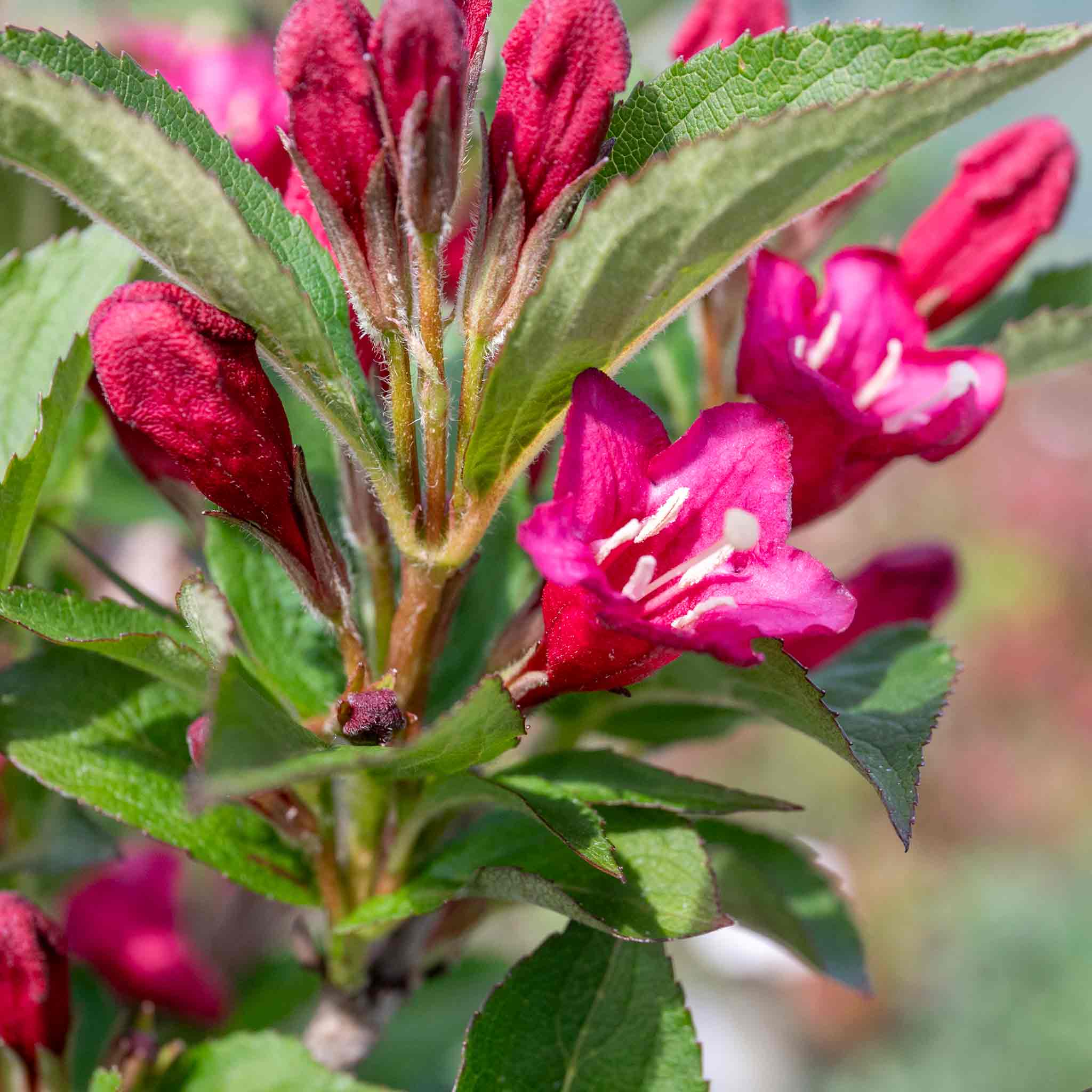 Weigela 'Bristol Ruby' - Image 10