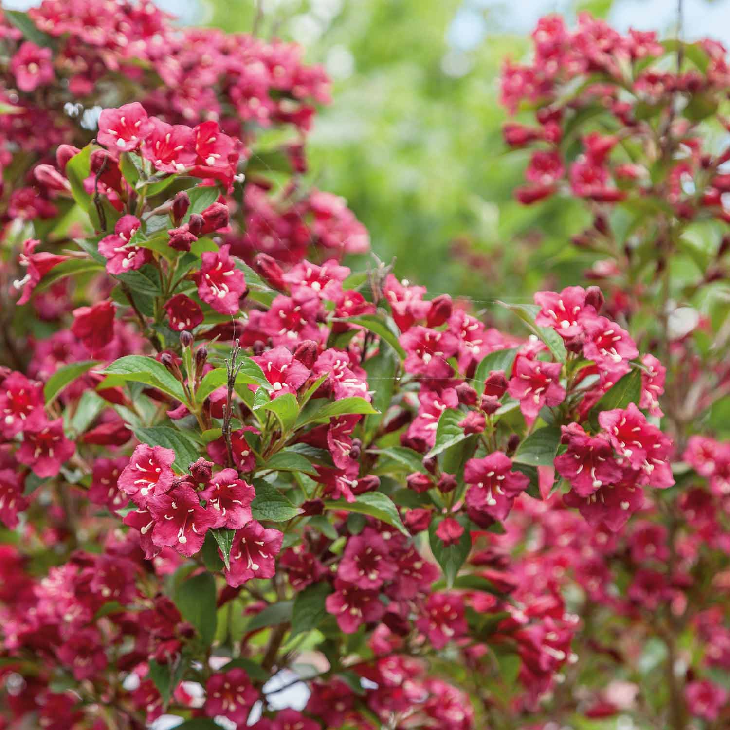 Weigela 'Bristol Ruby' - Image 2