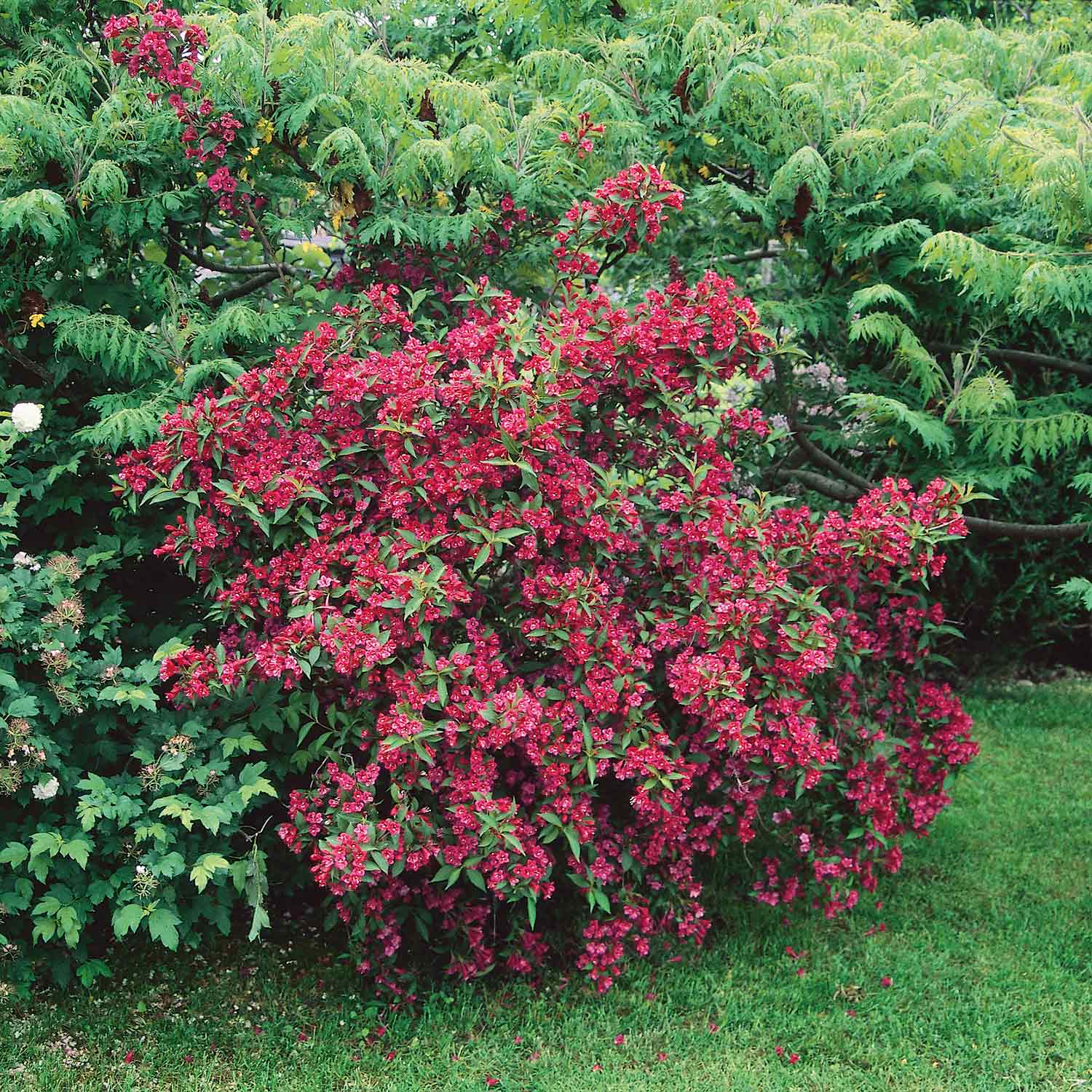 Weigela 'Bristol Ruby' - Image 3