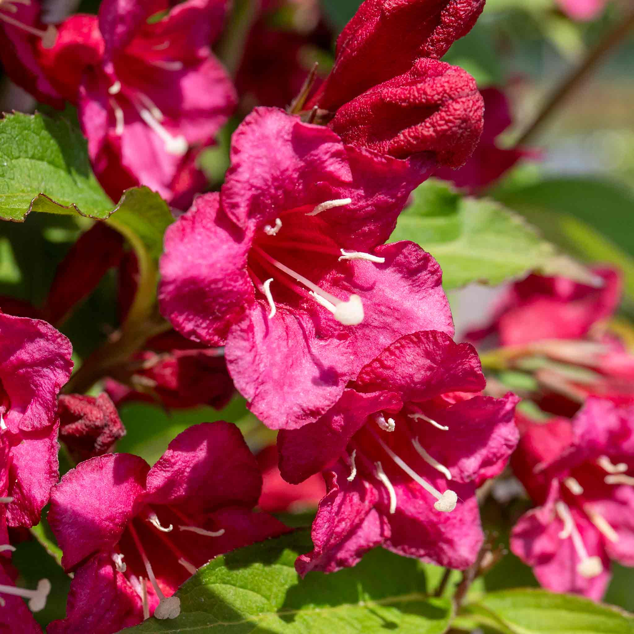 Weigela 'Bristol Ruby' - Image 4