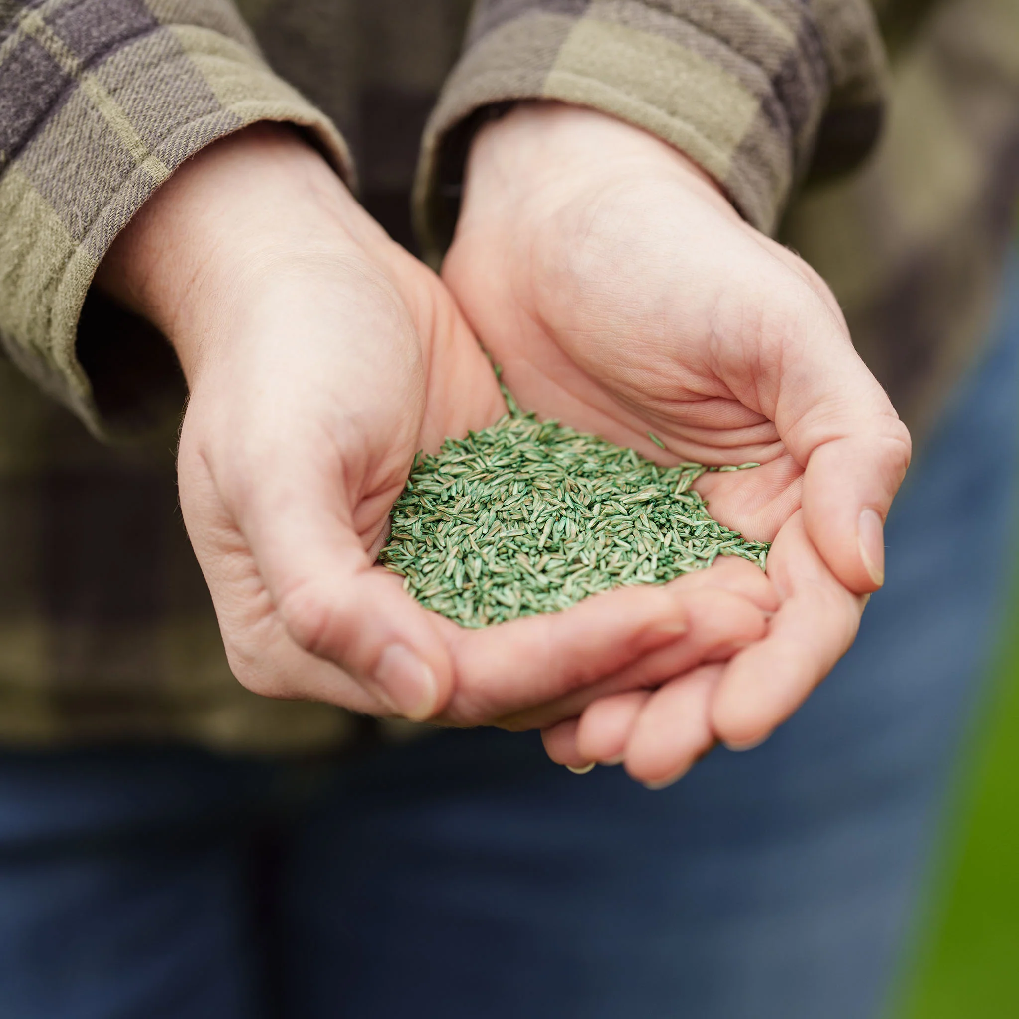 Westland PureGeen Lawn Seed - Image 2