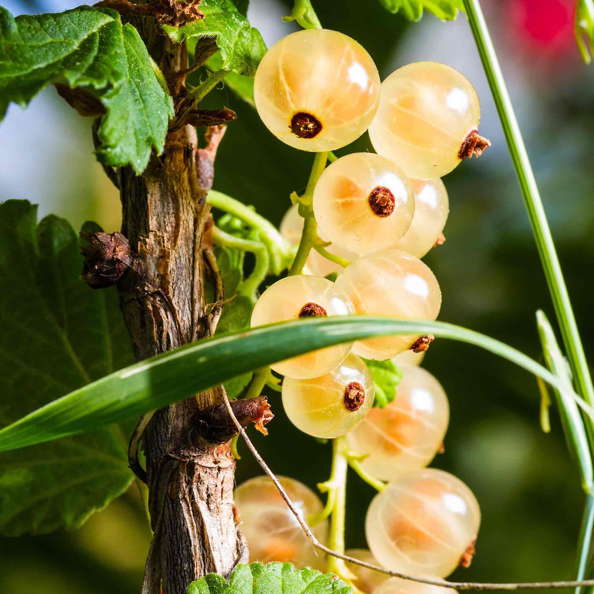 Whitecurrant 'Blanka' - Image 3