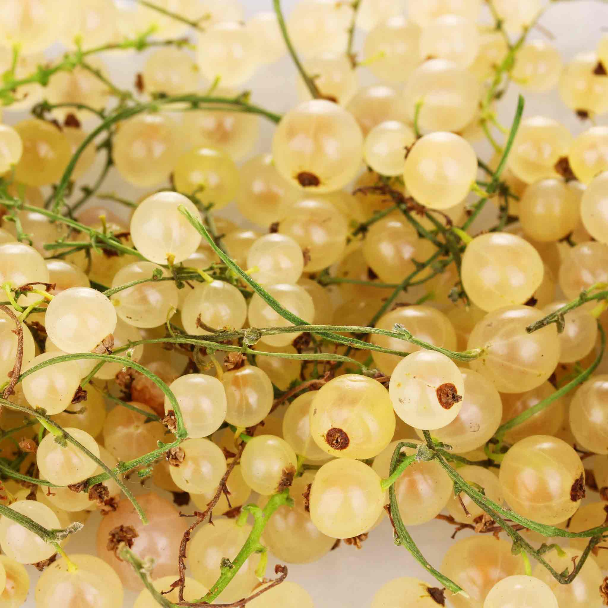 Whitecurrant 'Blanka' - Image 6
