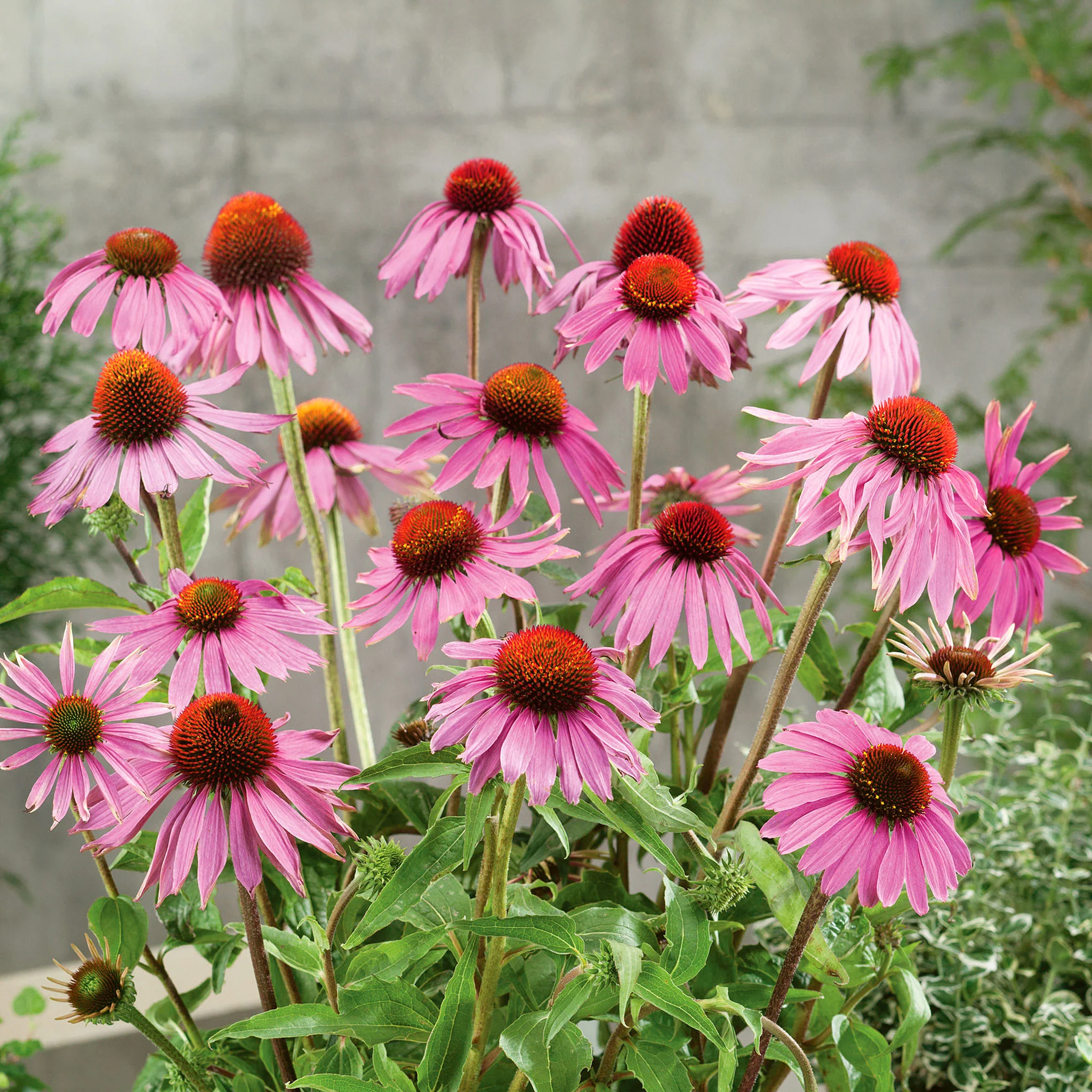 Wildflower Seeds 'Echinacea Purpurea Leuchstern'