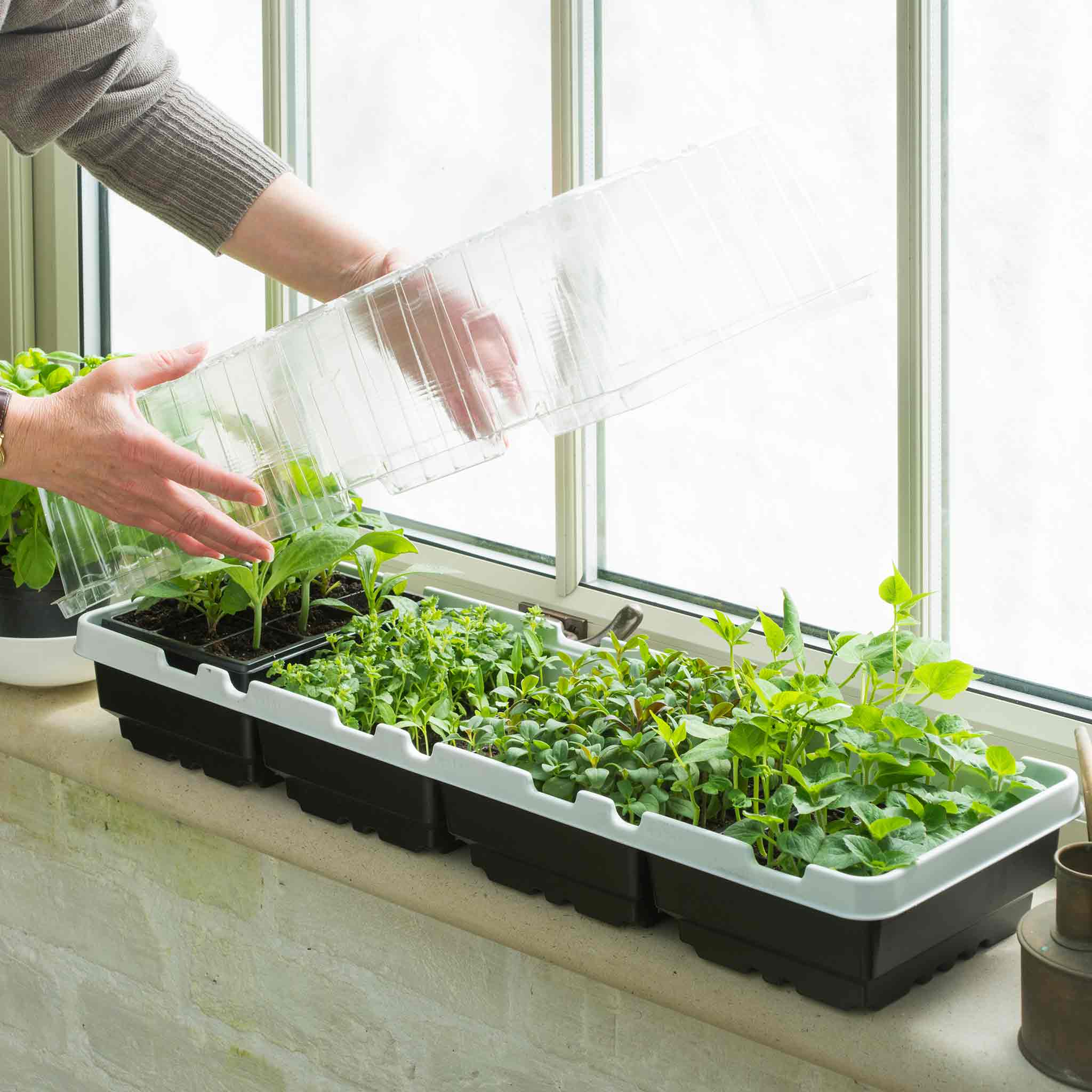 Windowsill Propagator Kit