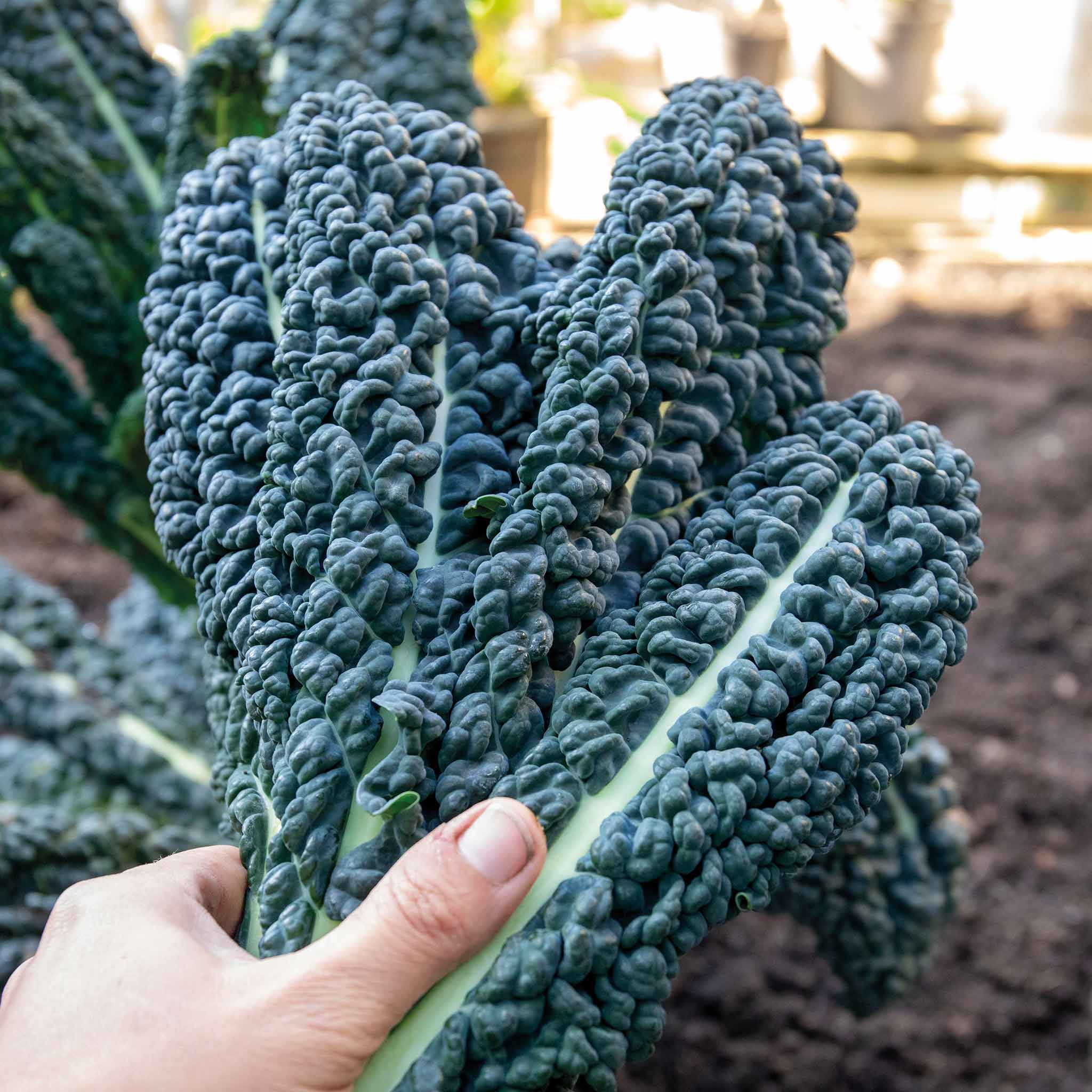 Brassica 'Winter & Spring Cropping' Collection - Image 4