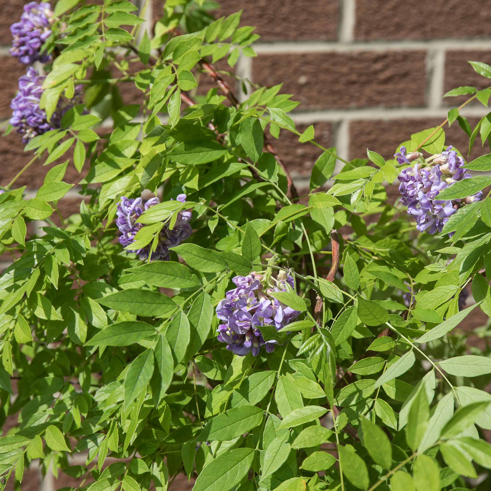 Wisteria 'Amethyst Falls' - Image 7