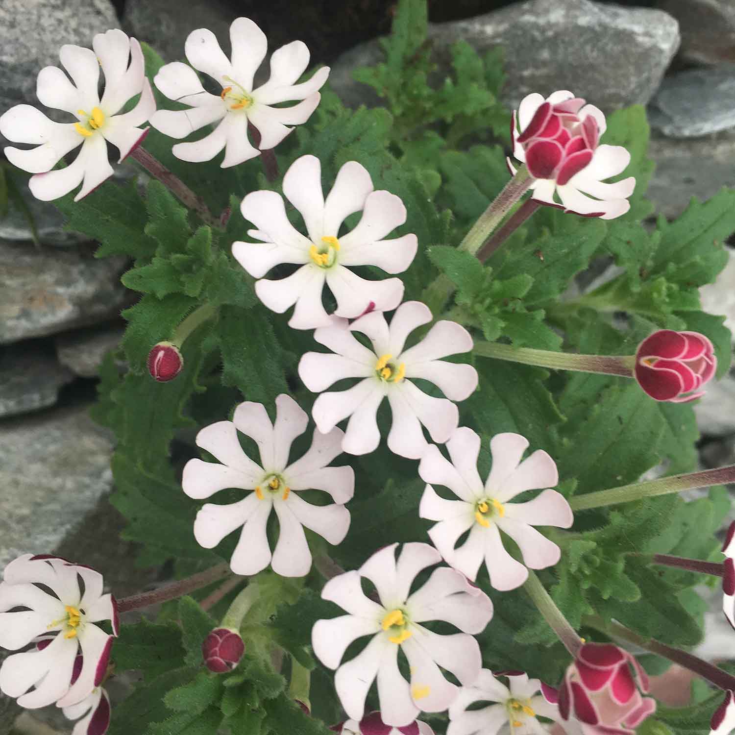 Zaluzianskya 'Star Balsam' - Image 7