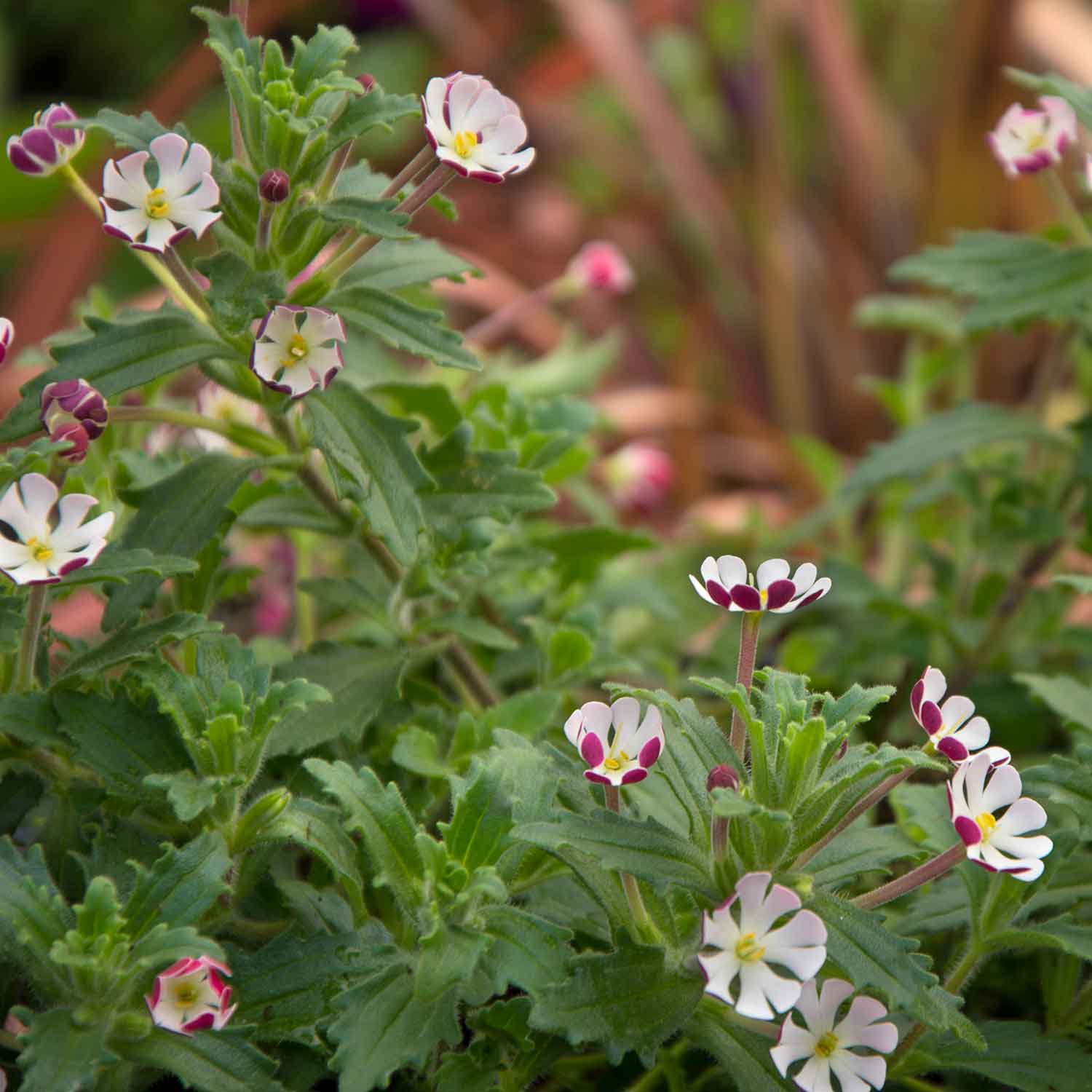 Zaluzianskya 'Star Balsam' - Image 8