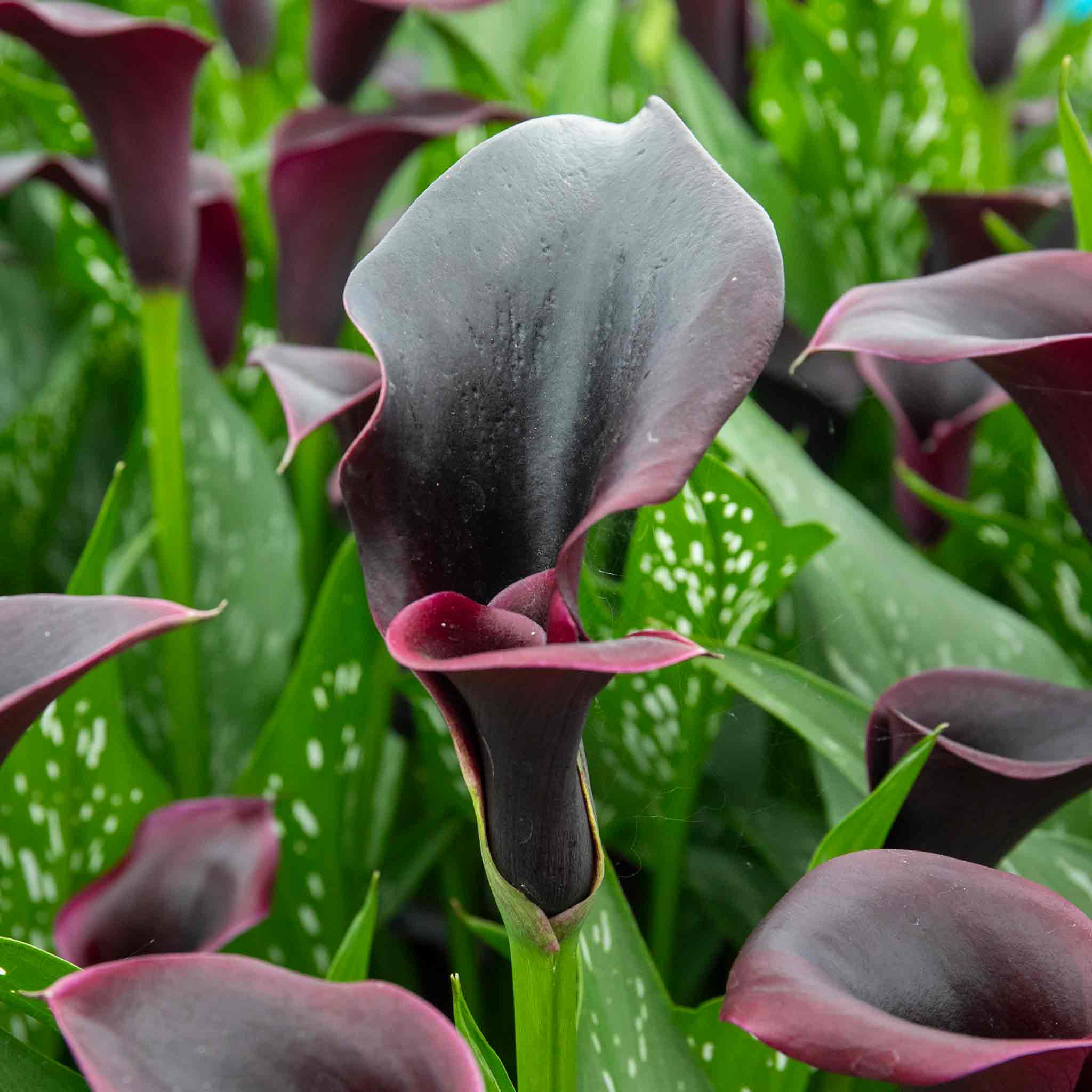 Zantedeschia 'Black' - Image 3