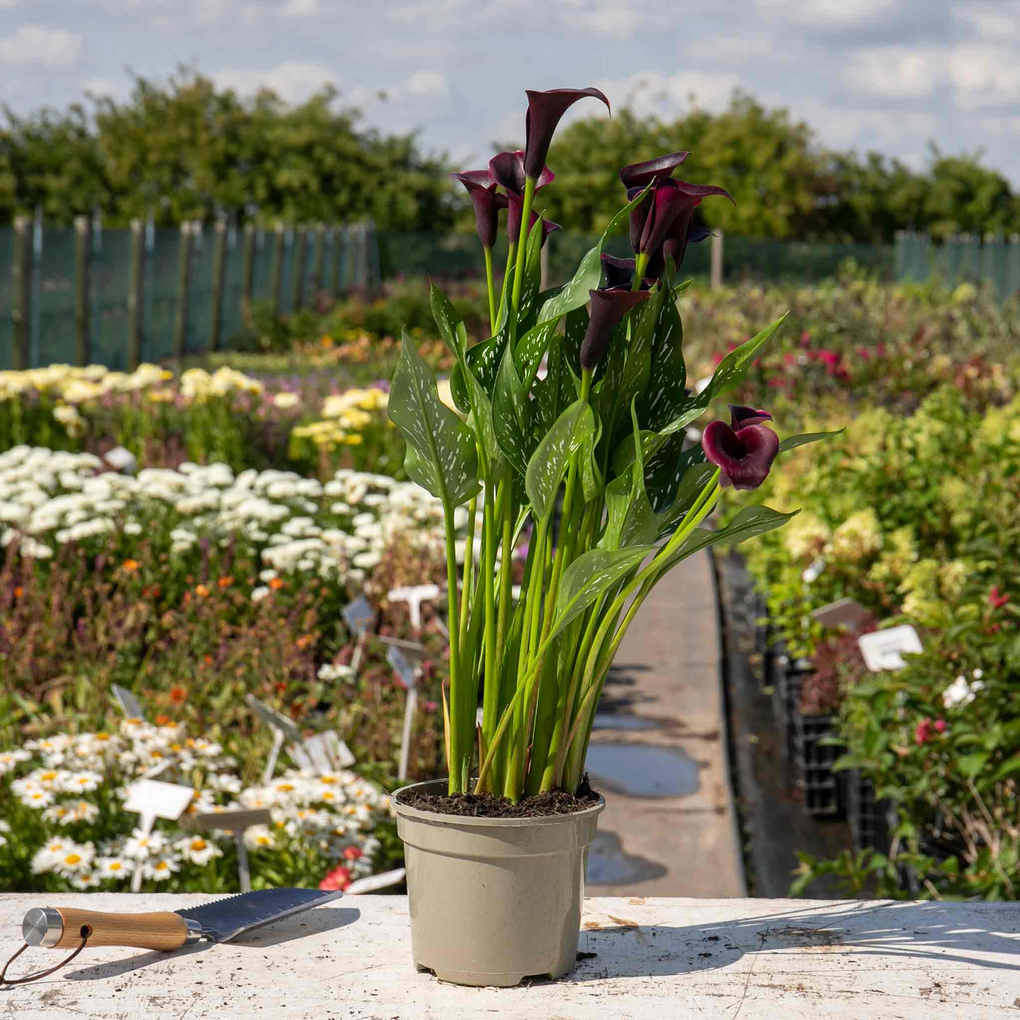 Zantedeschia 'Black' - Image 5