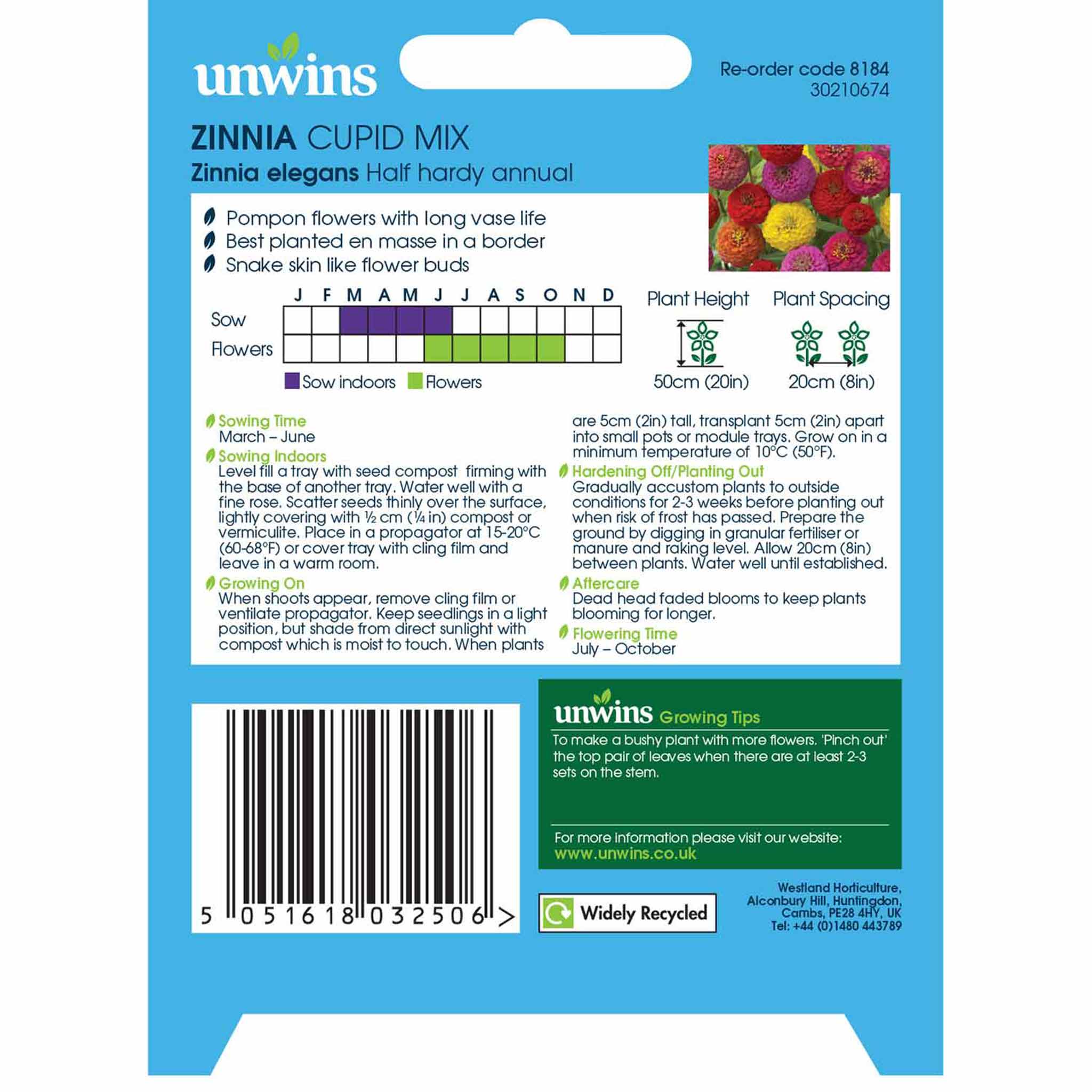 Zinnia Seeds 'Cupid Mix' - Image 5