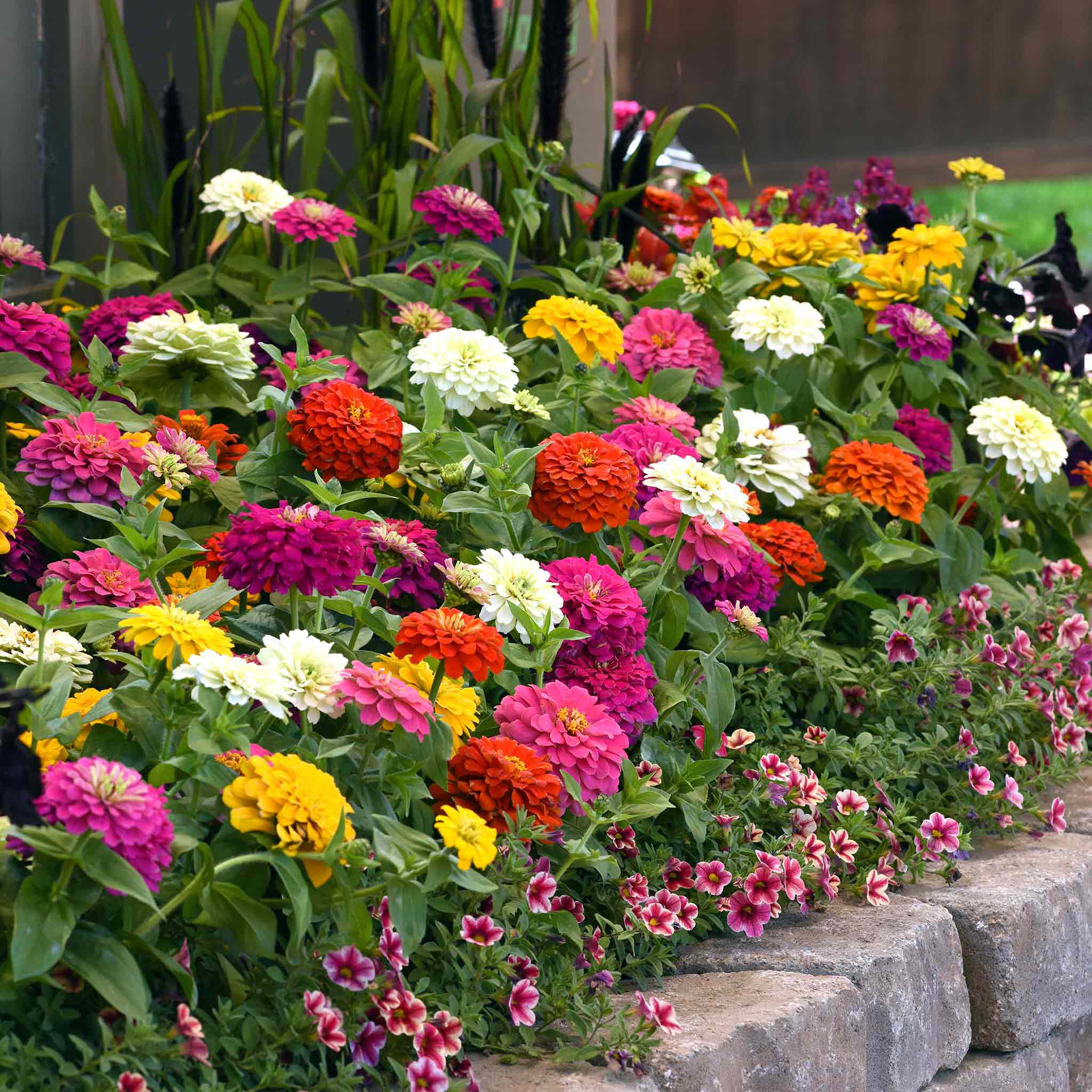 Zinnia 'Zesty' F1 Mix - Image 2